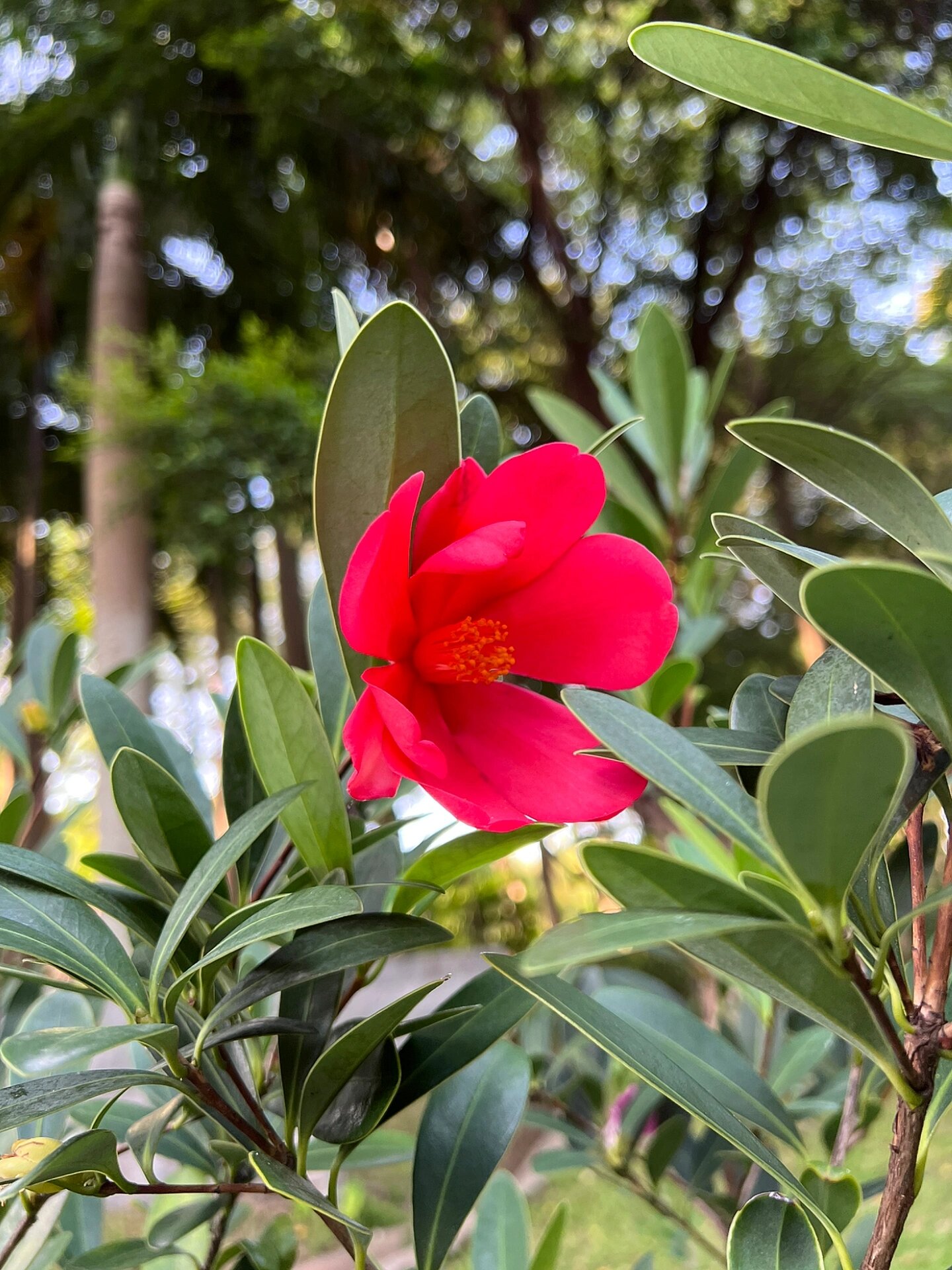 简单的六瓣就很美 花名:假大头茶,也叫杜鹃叶山茶,杜鹃红山茶 科属