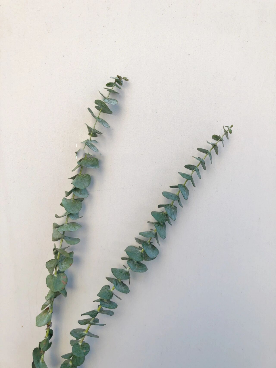 day80 每日一花 |尤加利叶 尤加利叶是很常见的一款配草,也是澳大利亚