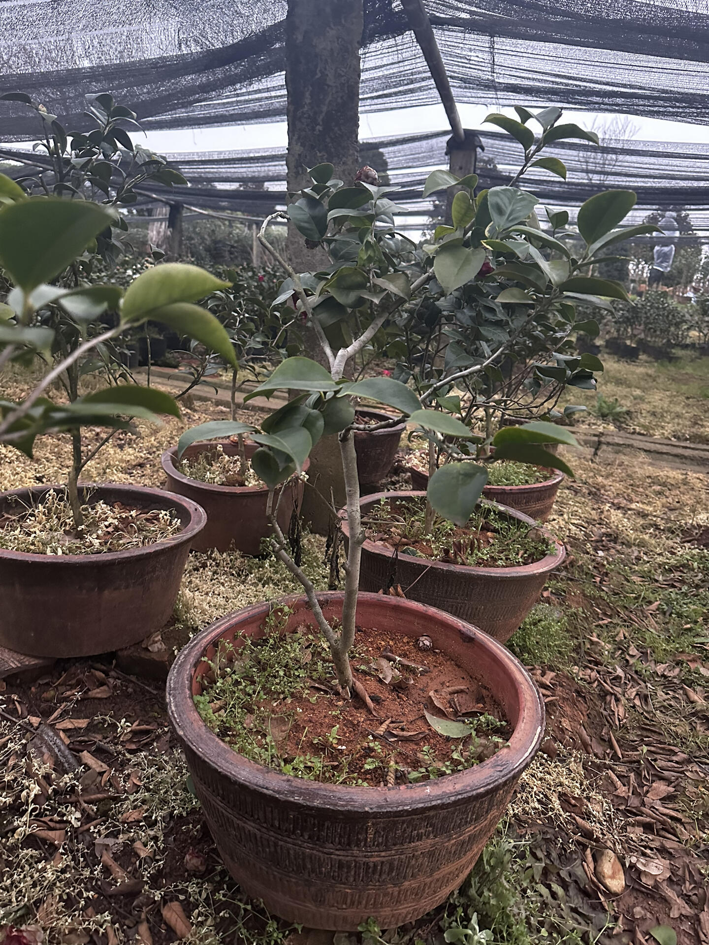 茶花来了 花佛鼎 珍惜老品种茶花