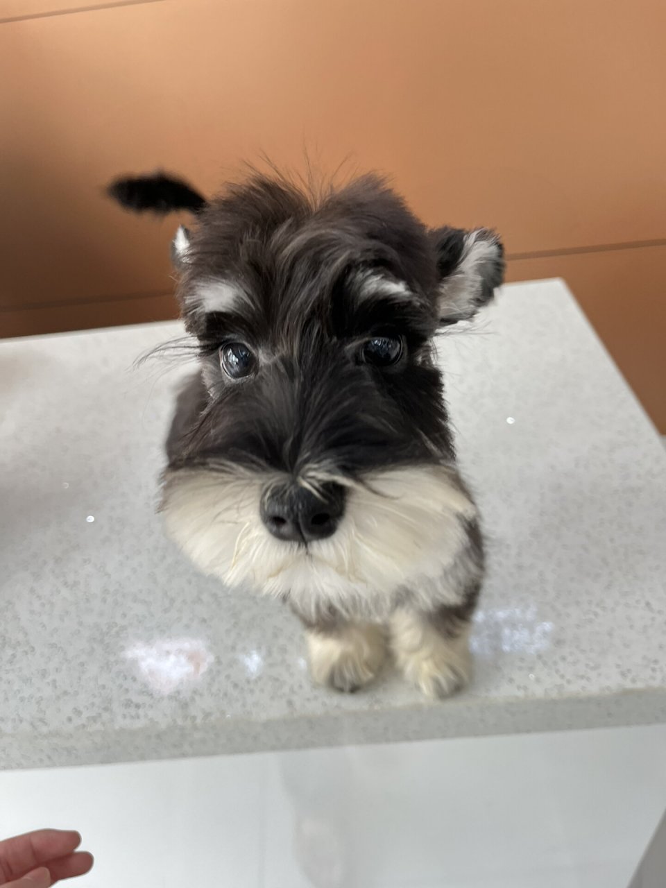 不断尾雪纳瑞尾巴有多灵活 翻相册看到妹妹第一次美容的照片 太可爱了