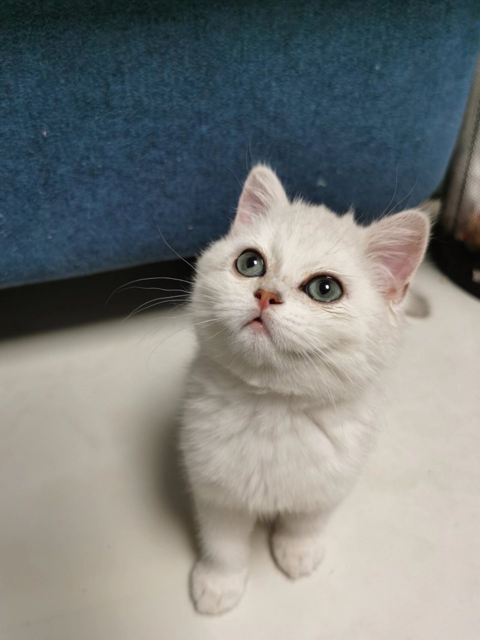 我的银渐层眼睛竟然变色了?为什么?