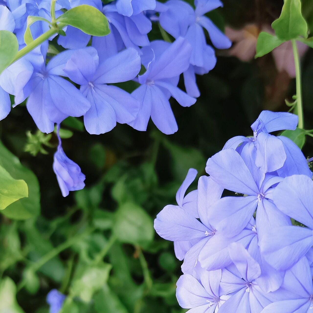 1,冷淡 蓝雪花的花语是冷淡,花朵颜色为蓝紫色,给人一种清淡的感觉