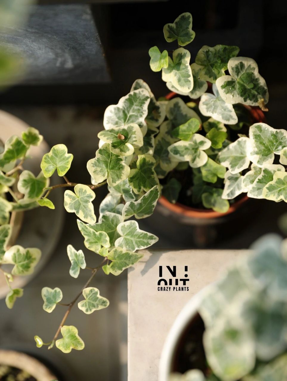 手把手教你家养爆棚日本进口雪莹常春藤 拥有油画般高级的叶片,受到了