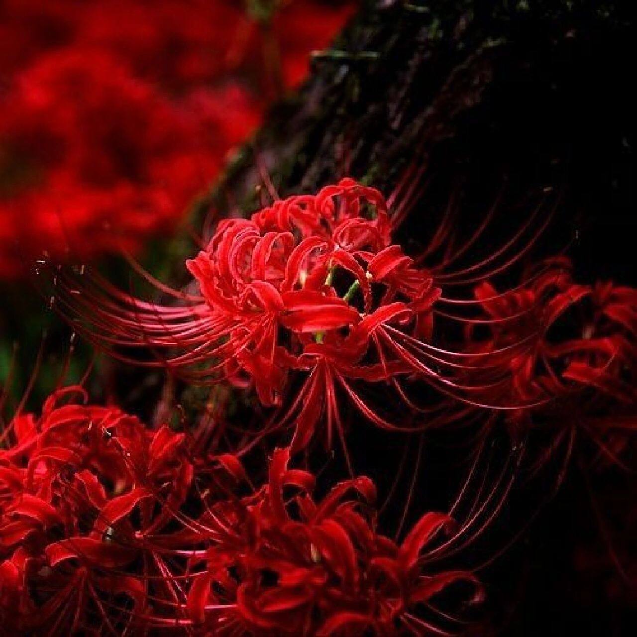 精品彼岸花动漫图片