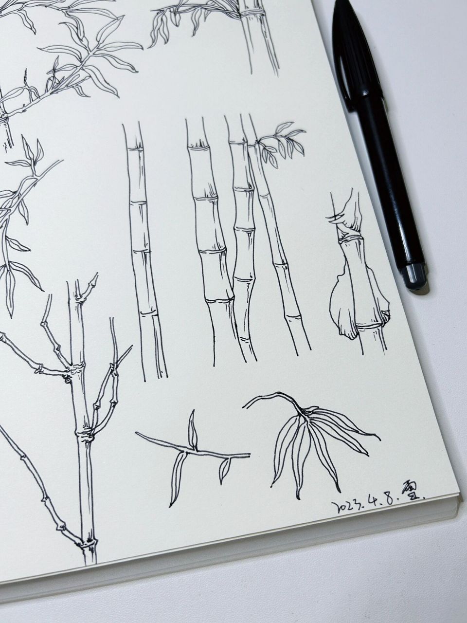 速写|竹子