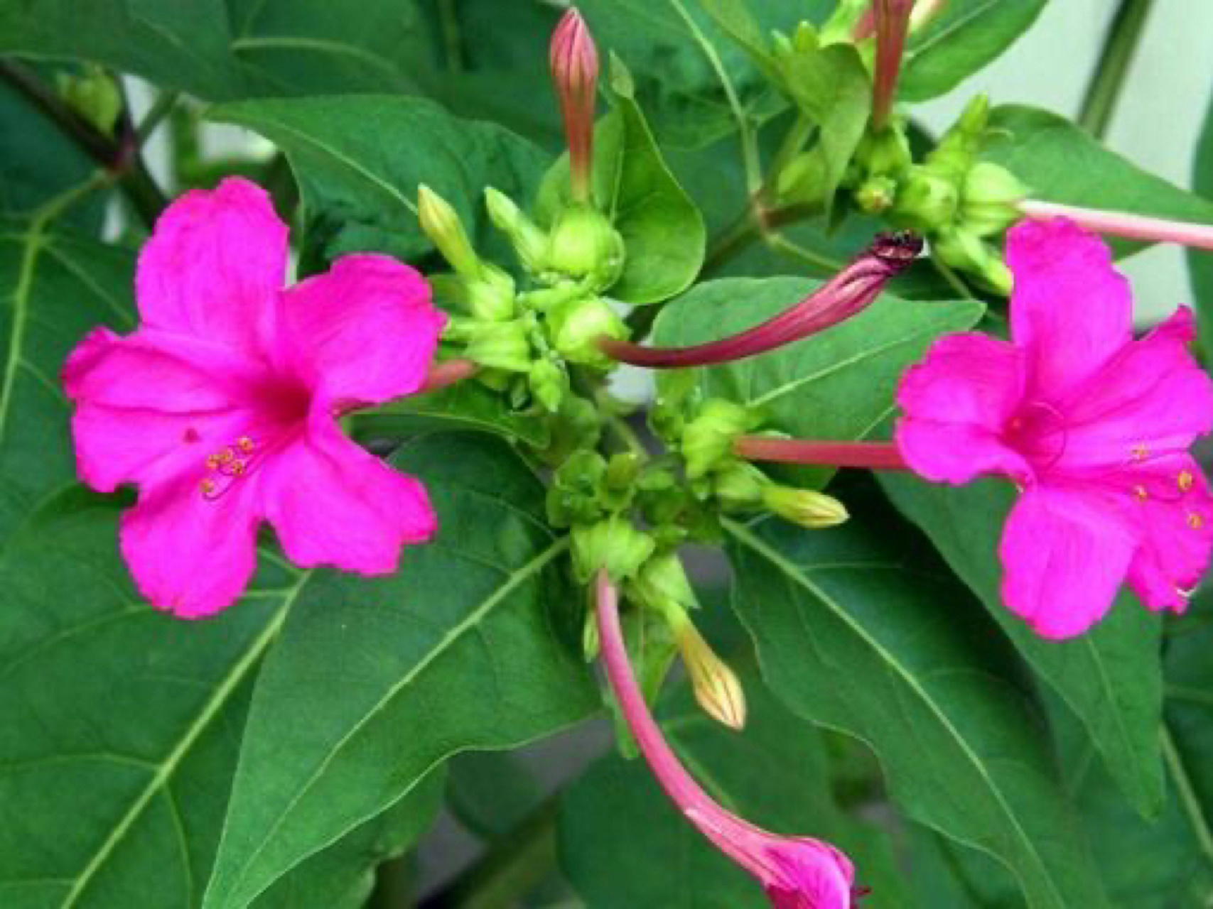 每日一花|紫茉莉 紫茉莉:又名胭脂花,地雷花,粉豆花,夜来香,一年生