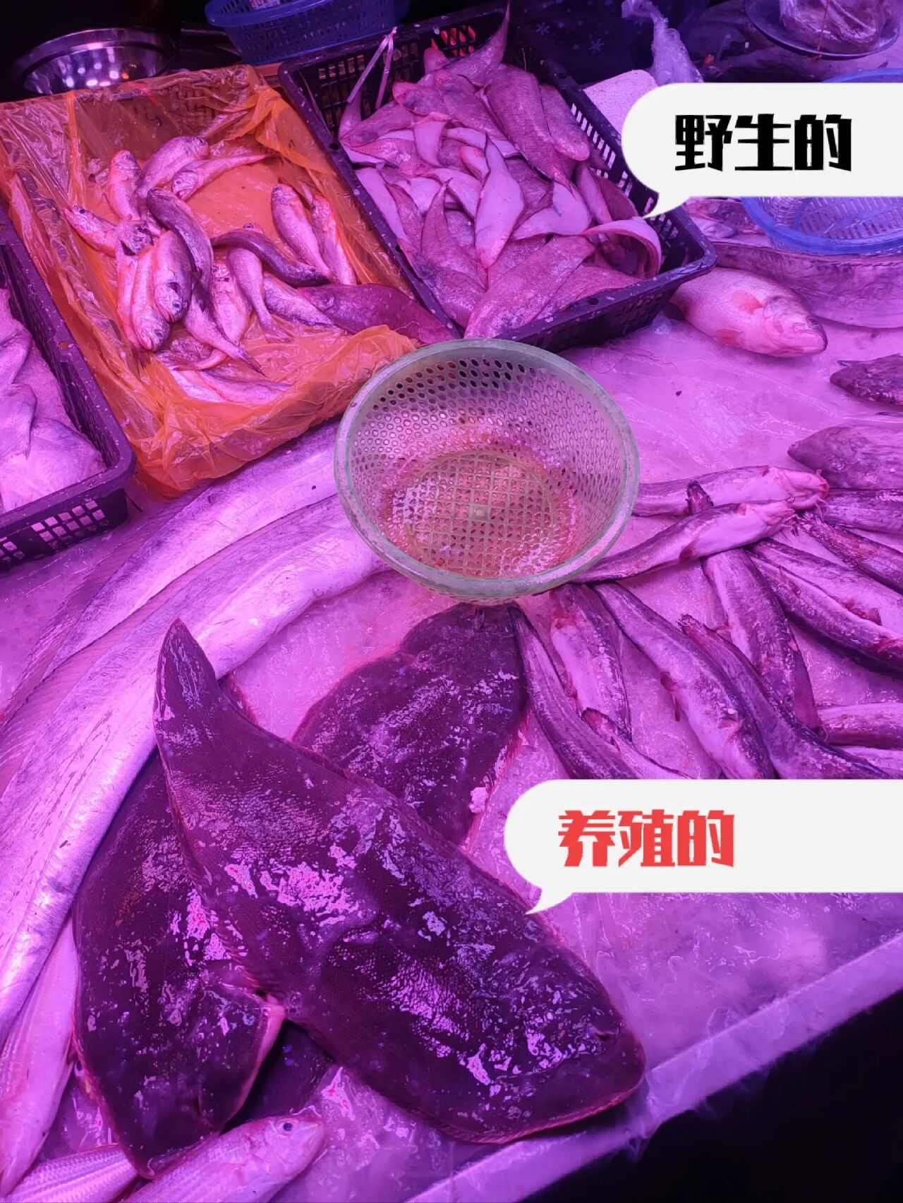 养殖的和野生的龙舌鱼区别 早上买菜,小的龙利鱼(潮汕叫龙舌)早早就被