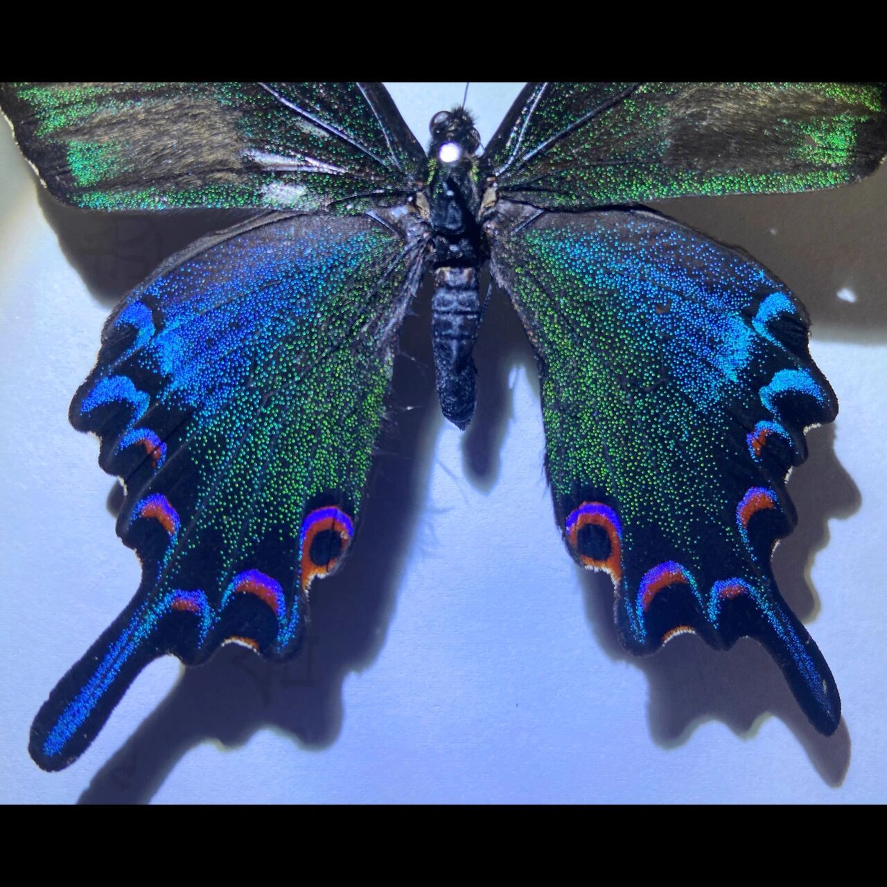 也称为浓眉凤蝶,乌凤蝶.