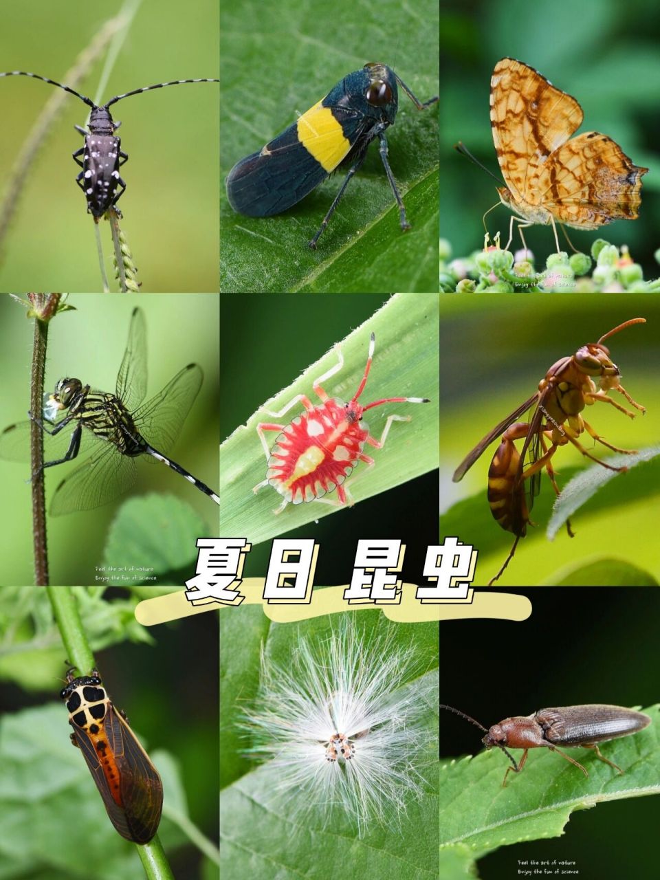 夏季昆虫的资料及图片图片