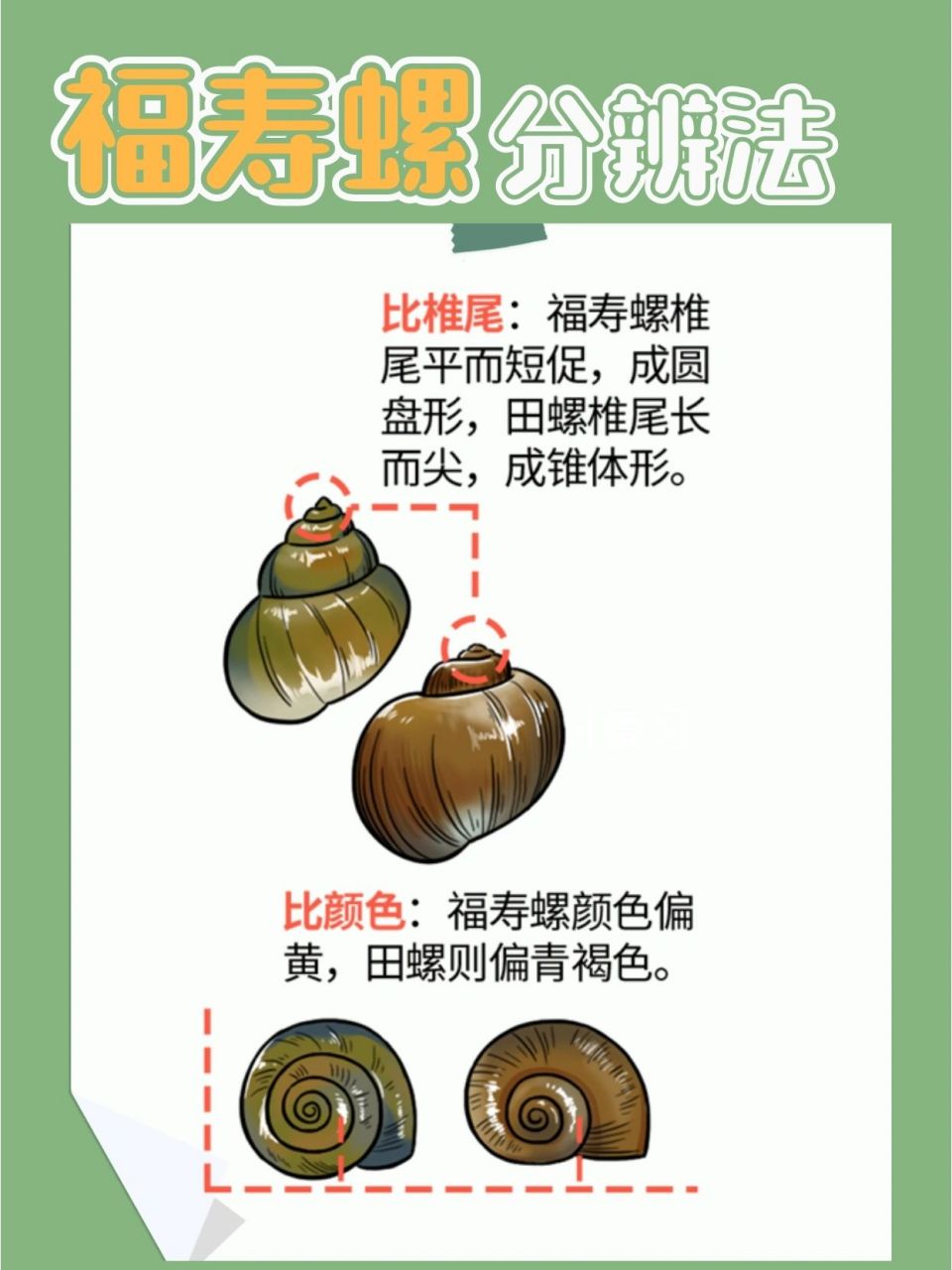怎样区分福寿螺和田螺?