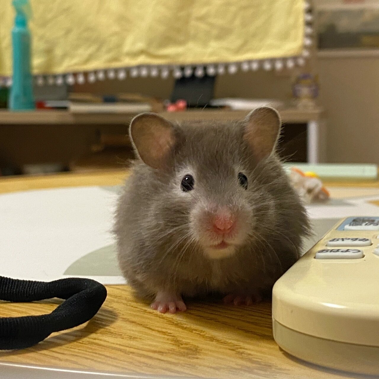 金丝熊|眼圈熊崽崽 鼻子像被马蜂蜇了 哈哈哈哈好憨啊 名字:果果