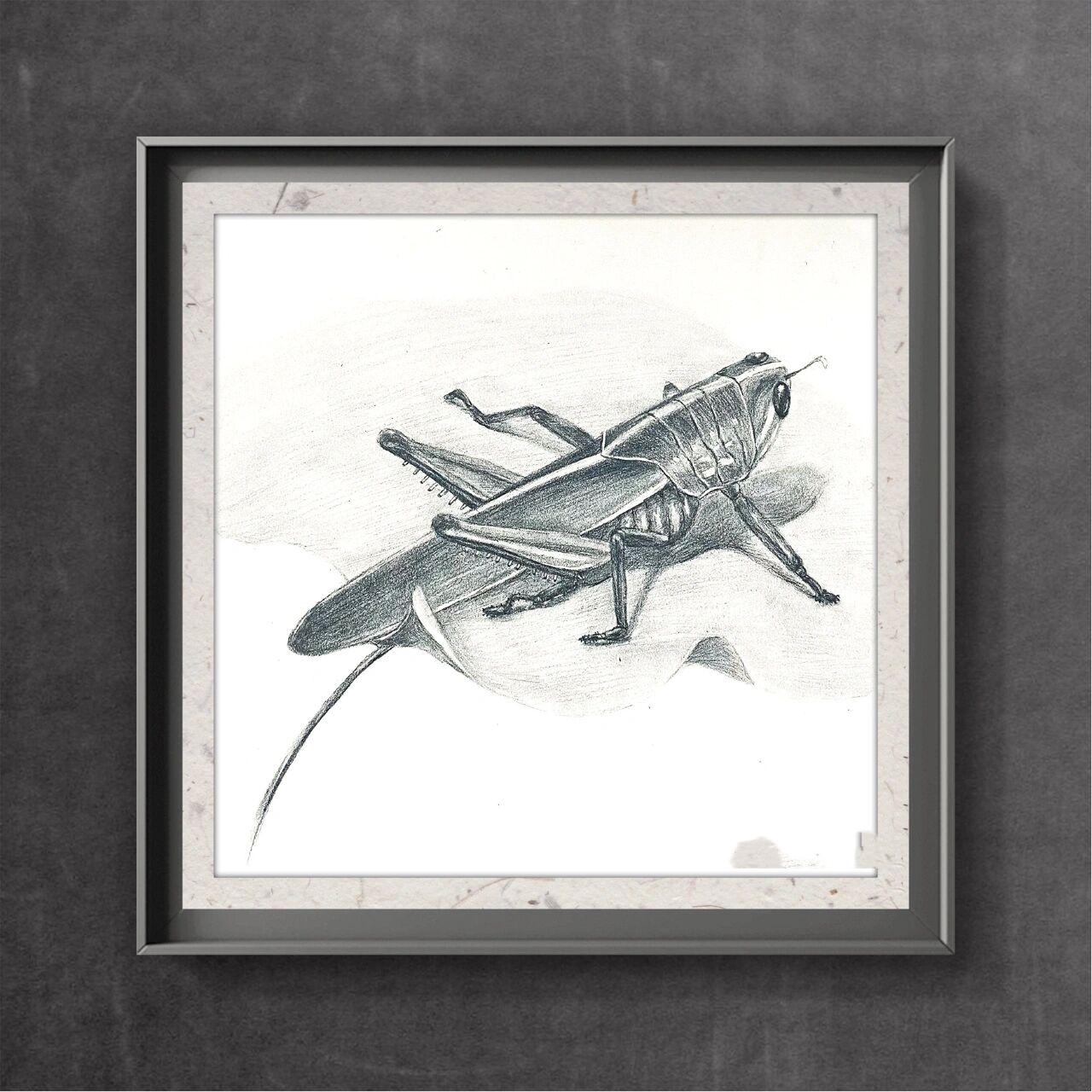 【素描】———蝗虫 附过程图
