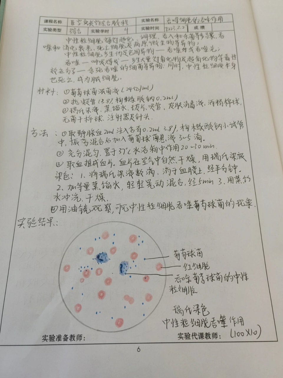 免疫实验--吞噬细胞的吞噬作用 实验一,大吞噬实验和小吞噬实验