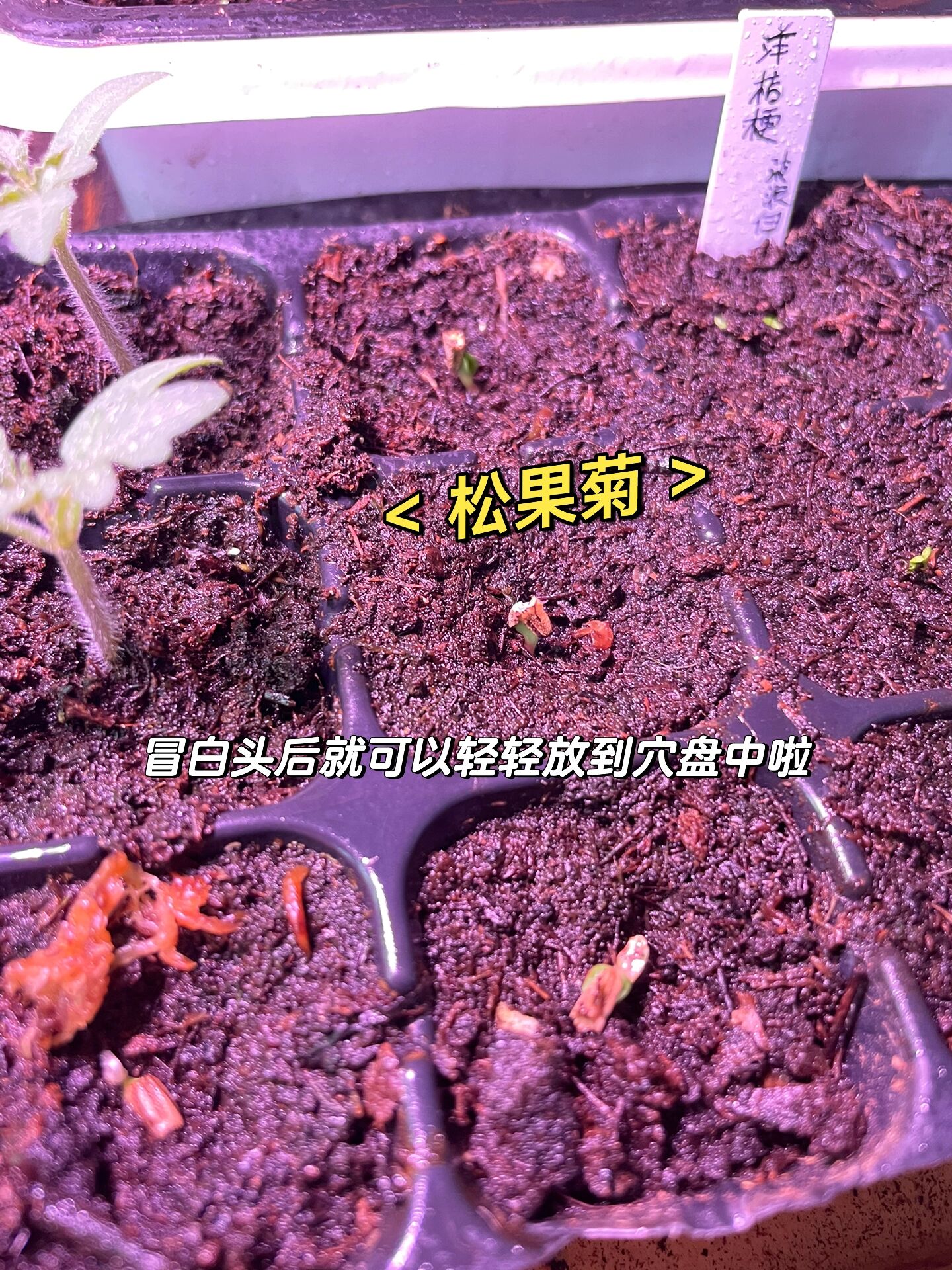 耐心等待,松果菊种子外壳坚硬,大概5天左右露出白头,这时候就可以播种