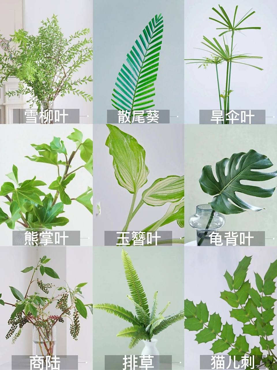 叶材品种图鉴|一次认识100 种叶材第一篇 叶材分类主要有线条型,页面