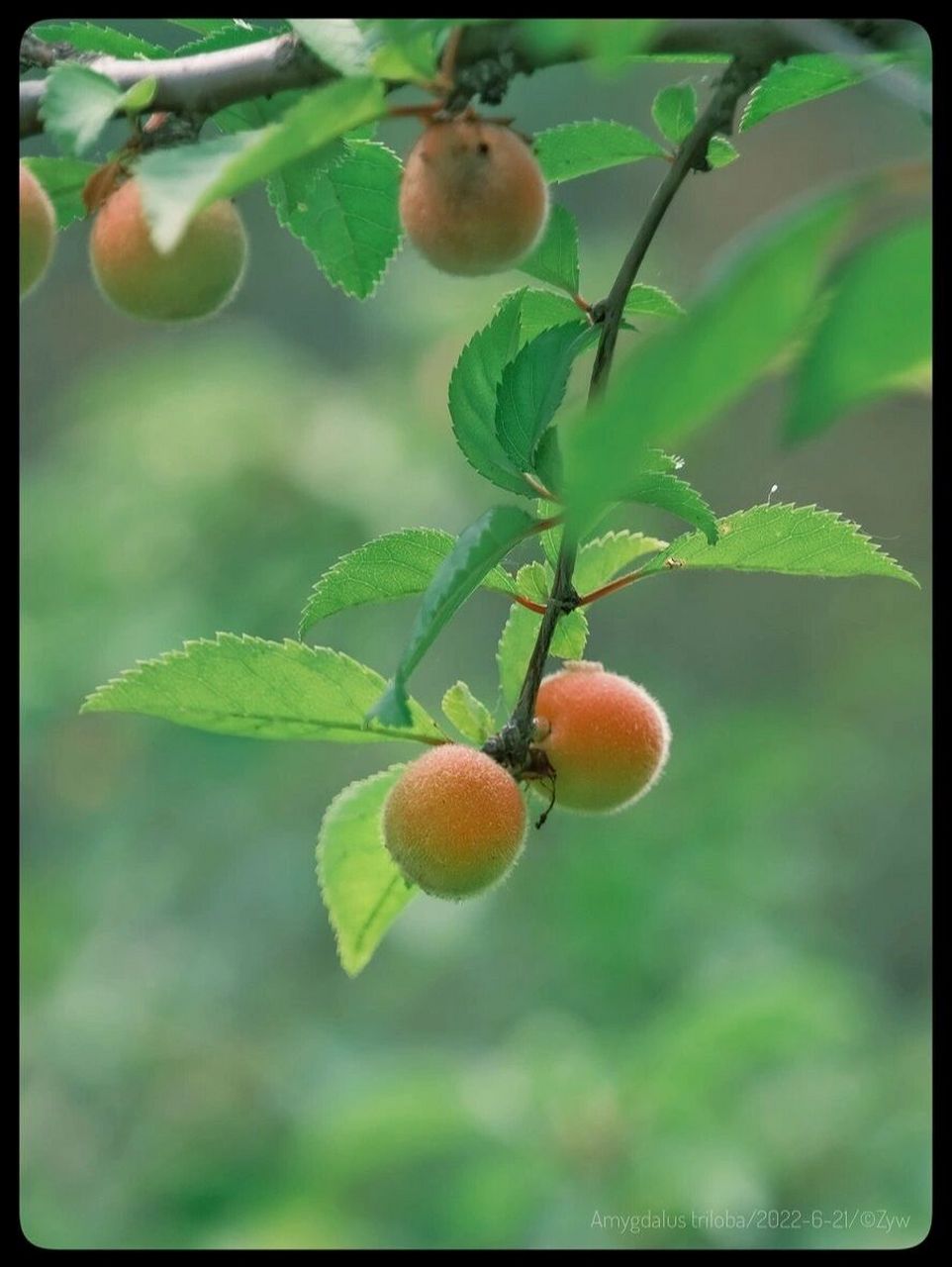 榆叶梅的果实并没有毒,所以是可以食用的.