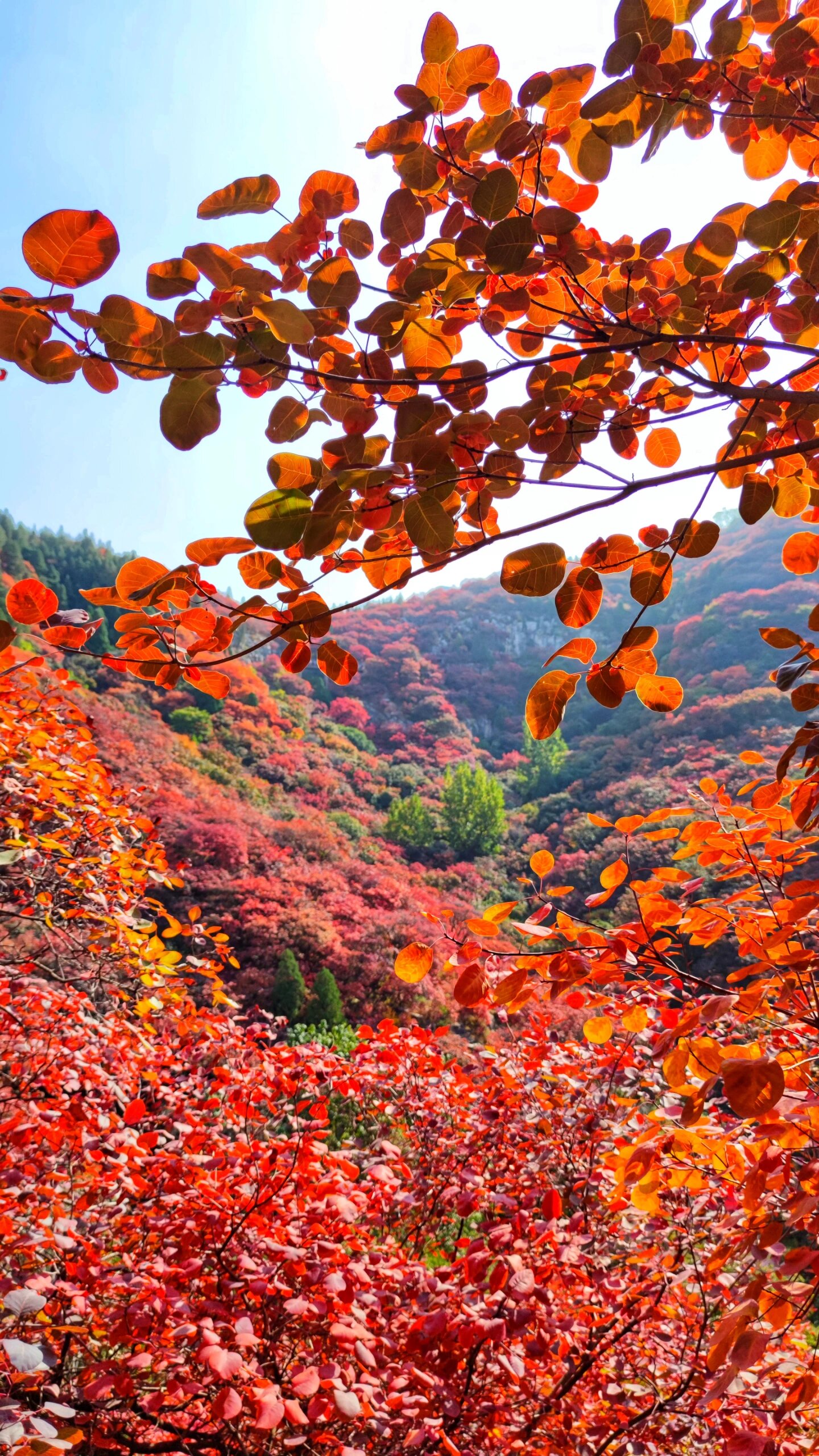 临朐红叶谷风景区门票图片