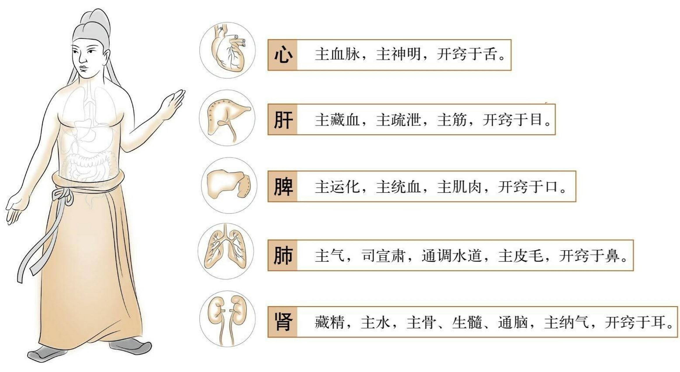 2张图掌握五脏六腑的关系及其功能 【五脏】 脏贮藏精气,如肝藏血,肺