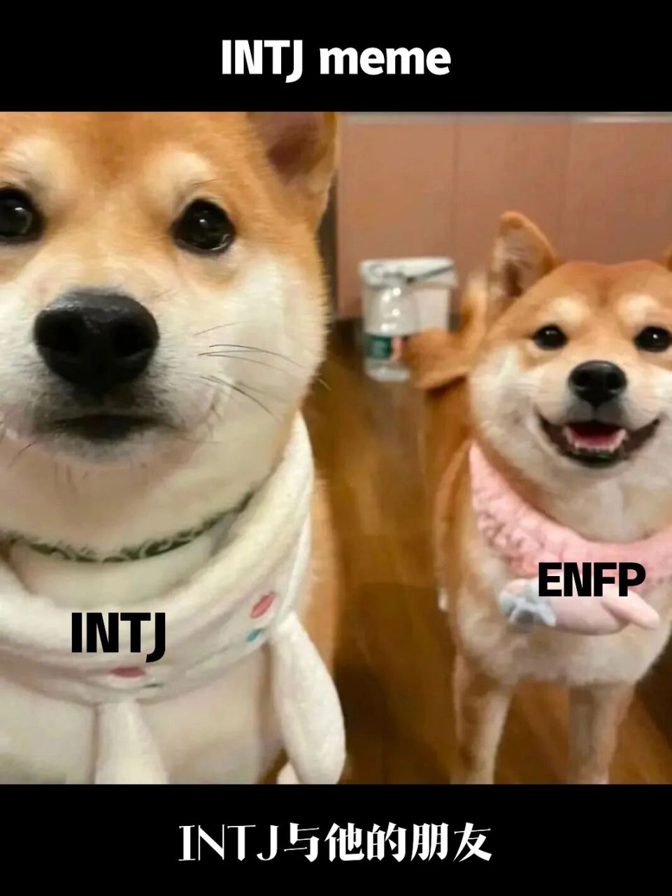 intj:一本正经的扑克脸. enfp:充满爱意的桃花眼.
