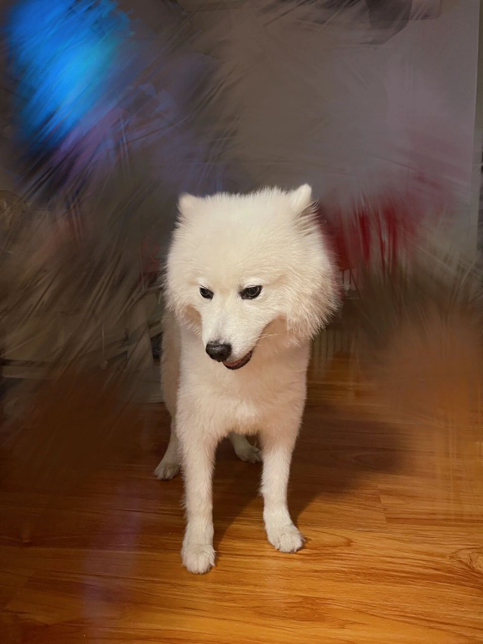 求助狗狗在家不上厕所咋办啊?