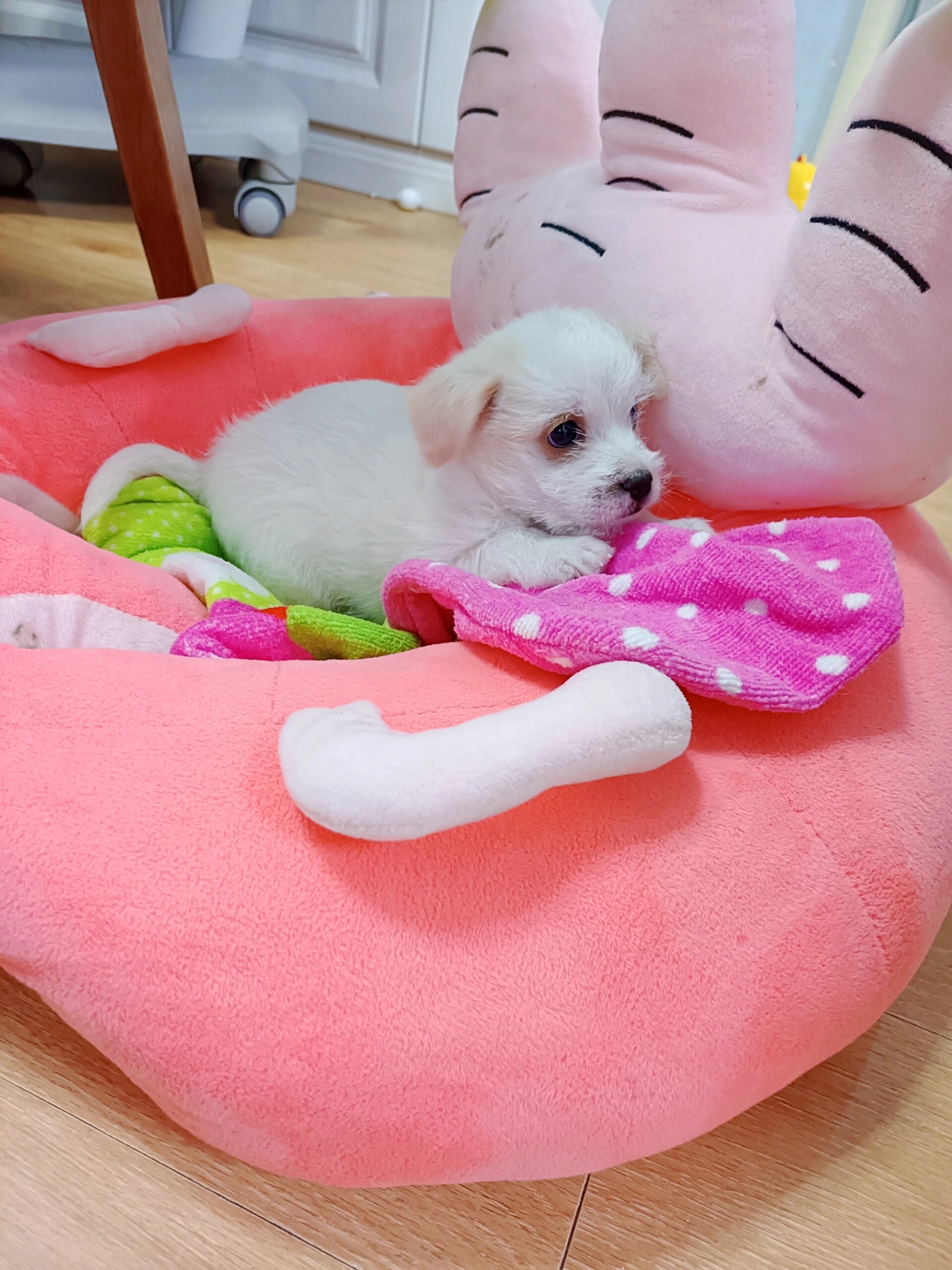 据说是博美和土狗的串串