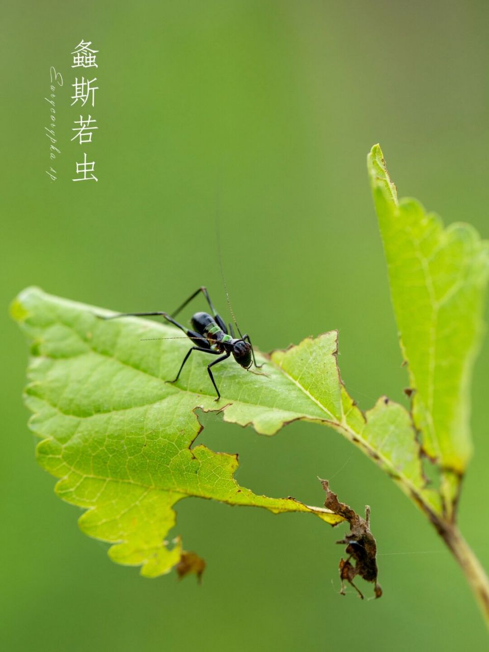 拟态成蚂蚁的螽斯若虫