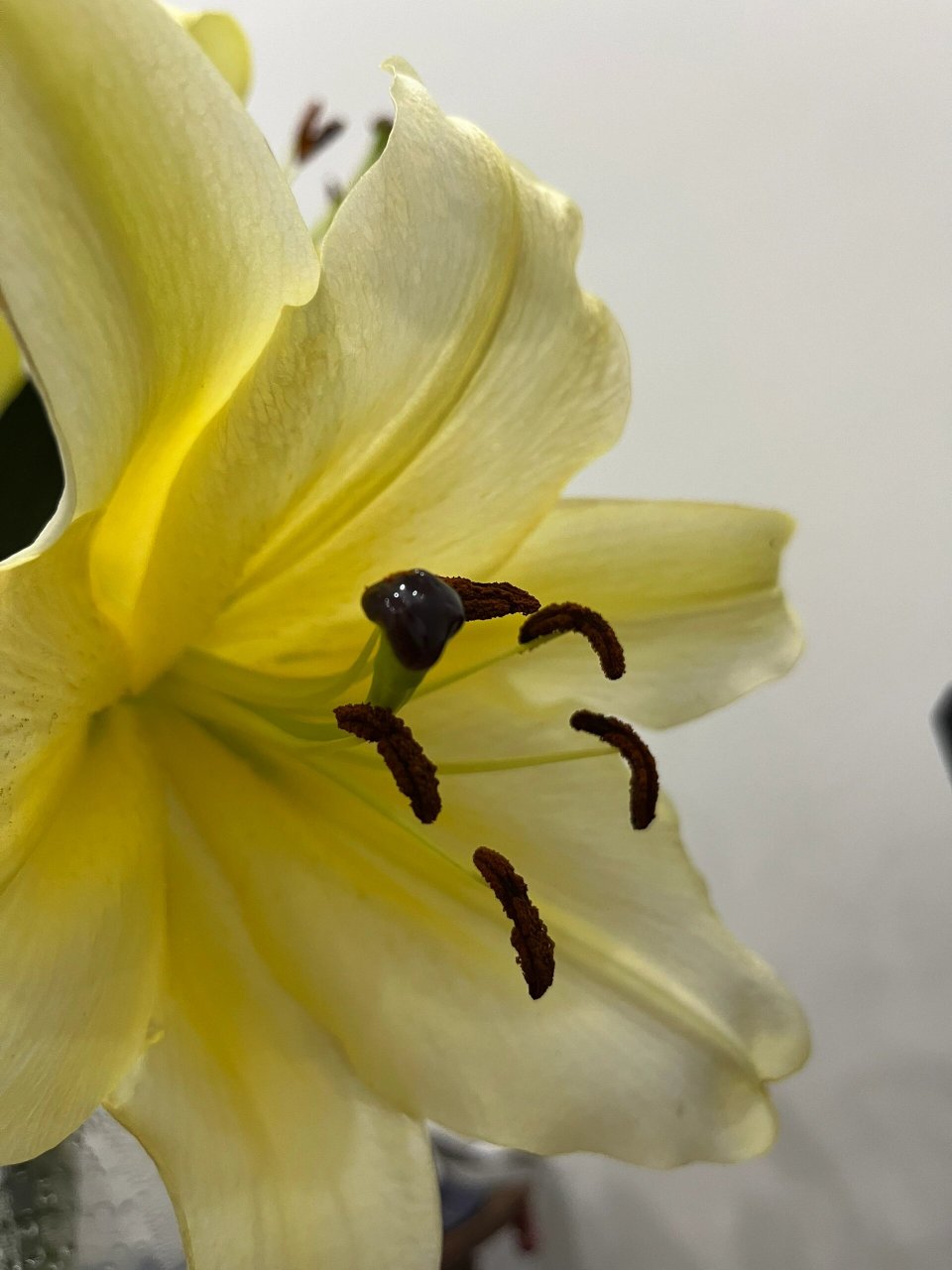 百合花瓣发黄图片