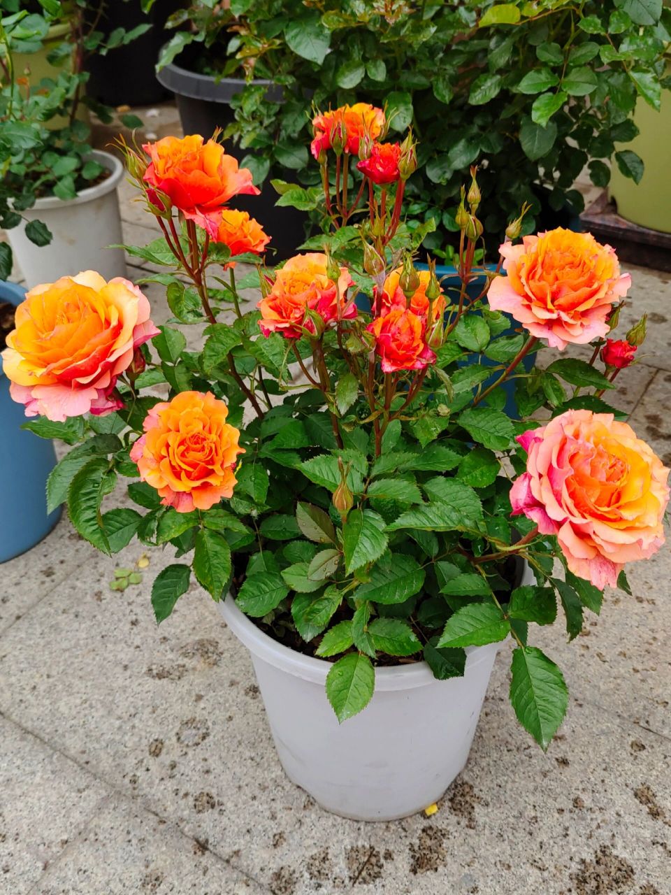 月季测评之 艾帕索 可能是花最大的微月了,可以比很多茶月季还大,橙黄