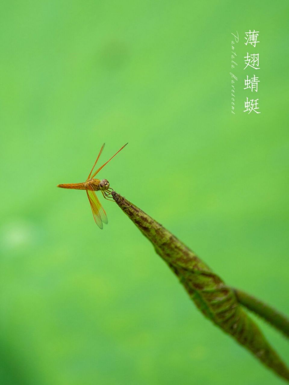 【写生百科】 薄翅蜻蜓(pantala flavescens)腹部长31～33