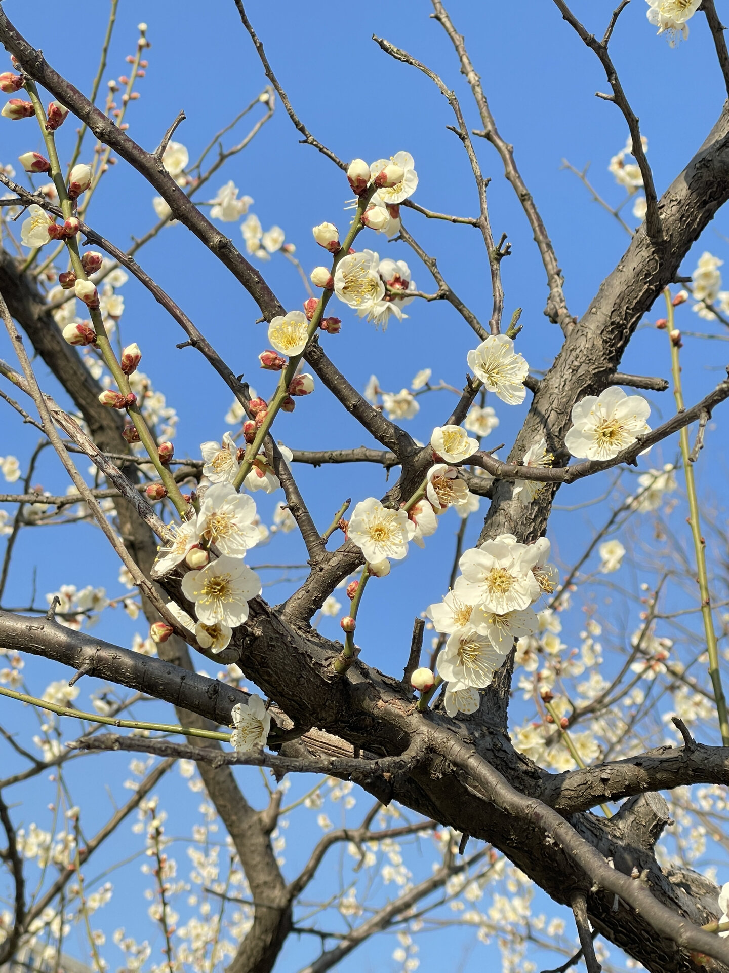 这是梵高笔下的《盛开的梅花 阳光,蓝天,白梅