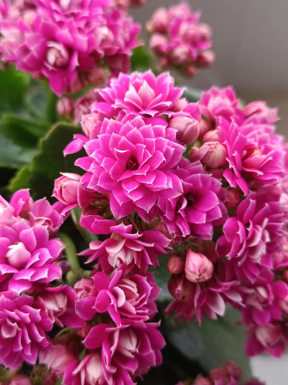 长寿花——紫风铃(彩妙系列) 很鲜艳明亮的紫红色中花.