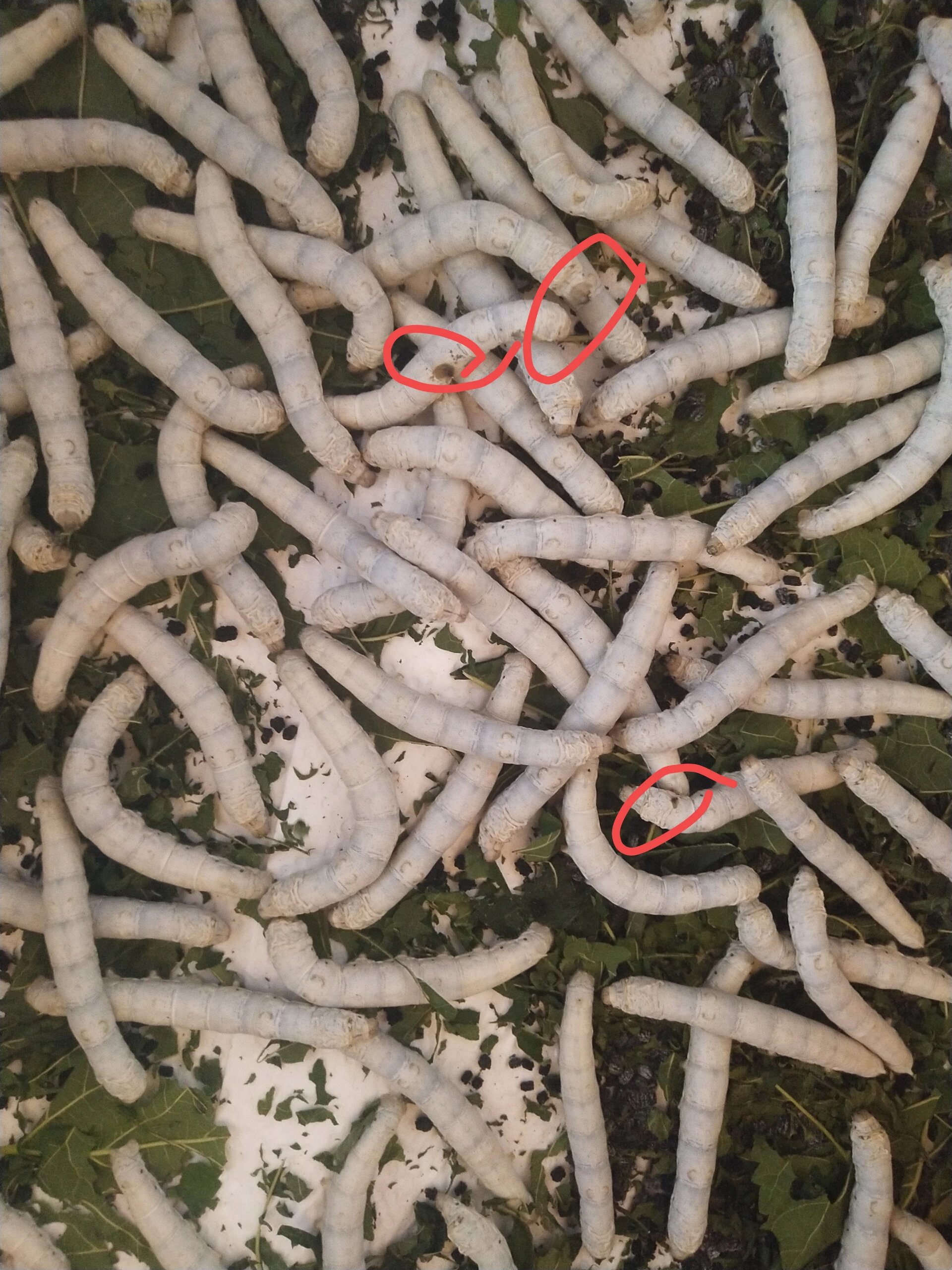 蚕宝宝身上突然出现斑块