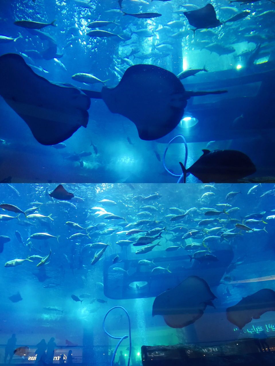 全球最大水族馆,在迪拜中心漫步海底两万里 沉浸在海底两万里的世界