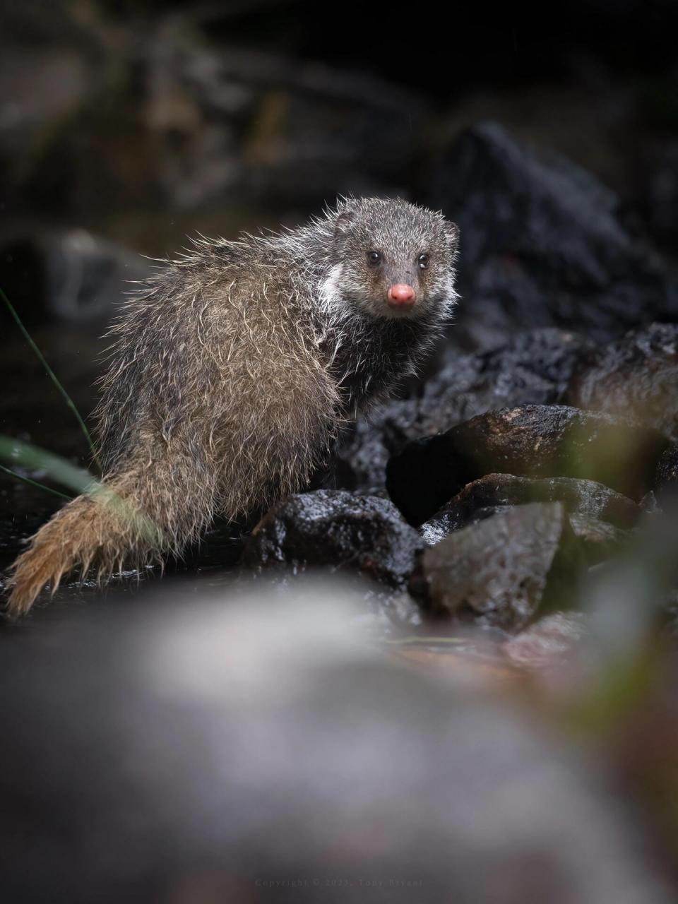 湿漉漉的粉鼻头,像猫又像獾的"棕蓑猫" 食蟹獴 crab02eating02