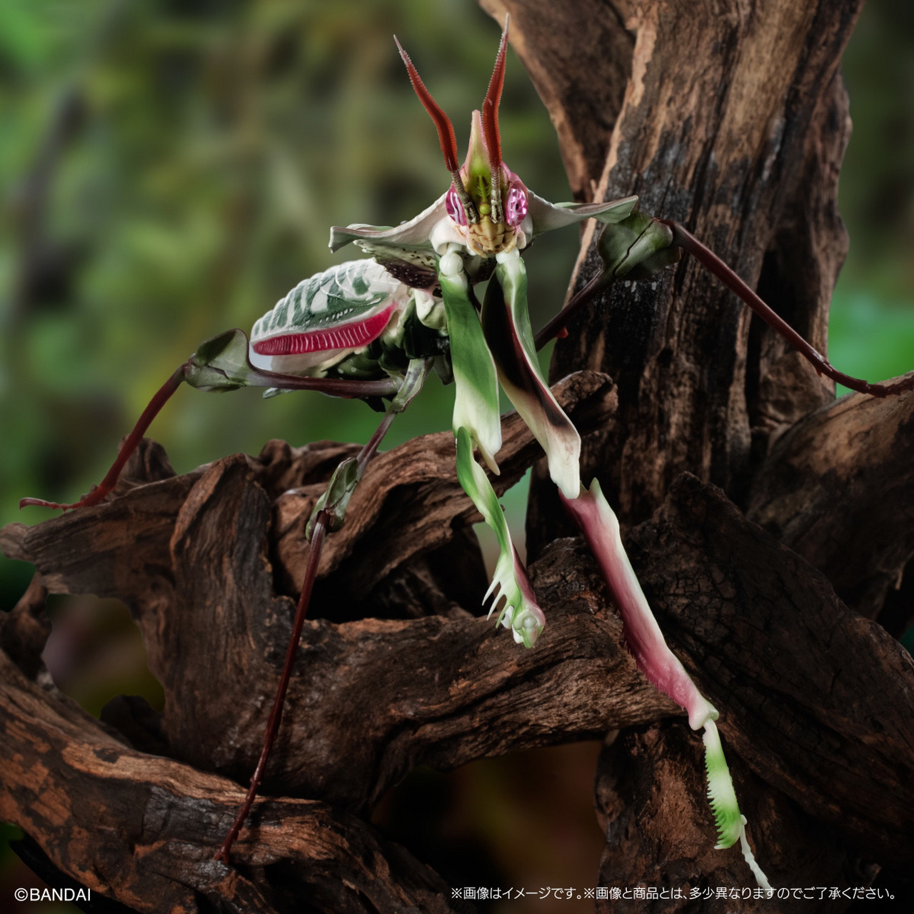 万代线上扭蛋 生物大图鉴advance 魔花螳螂     万代线上扭蛋 生物大