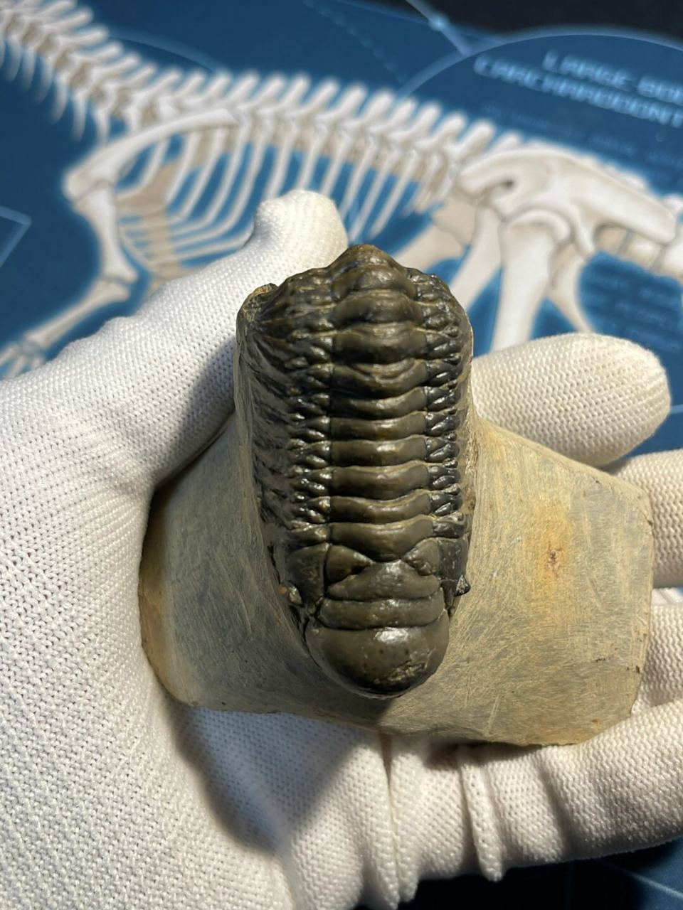 古生物###化石## #科普# #化石标本# 摩洛哥的掌尾虫(crotaloceph