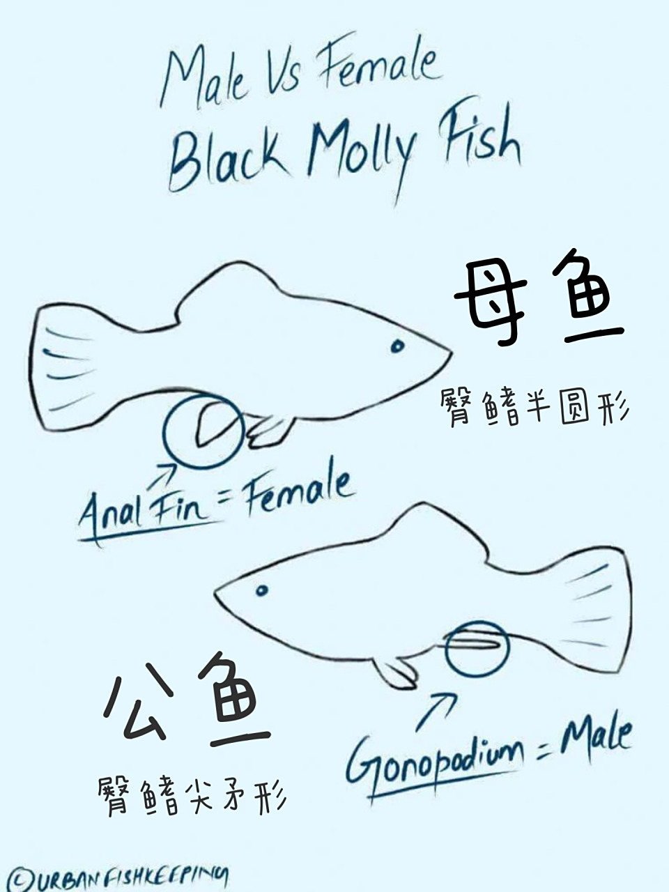 玛丽鱼怎么分公母|看臀鳍判断最准确 玛丽鱼判断公母方法: 玛丽鱼可以