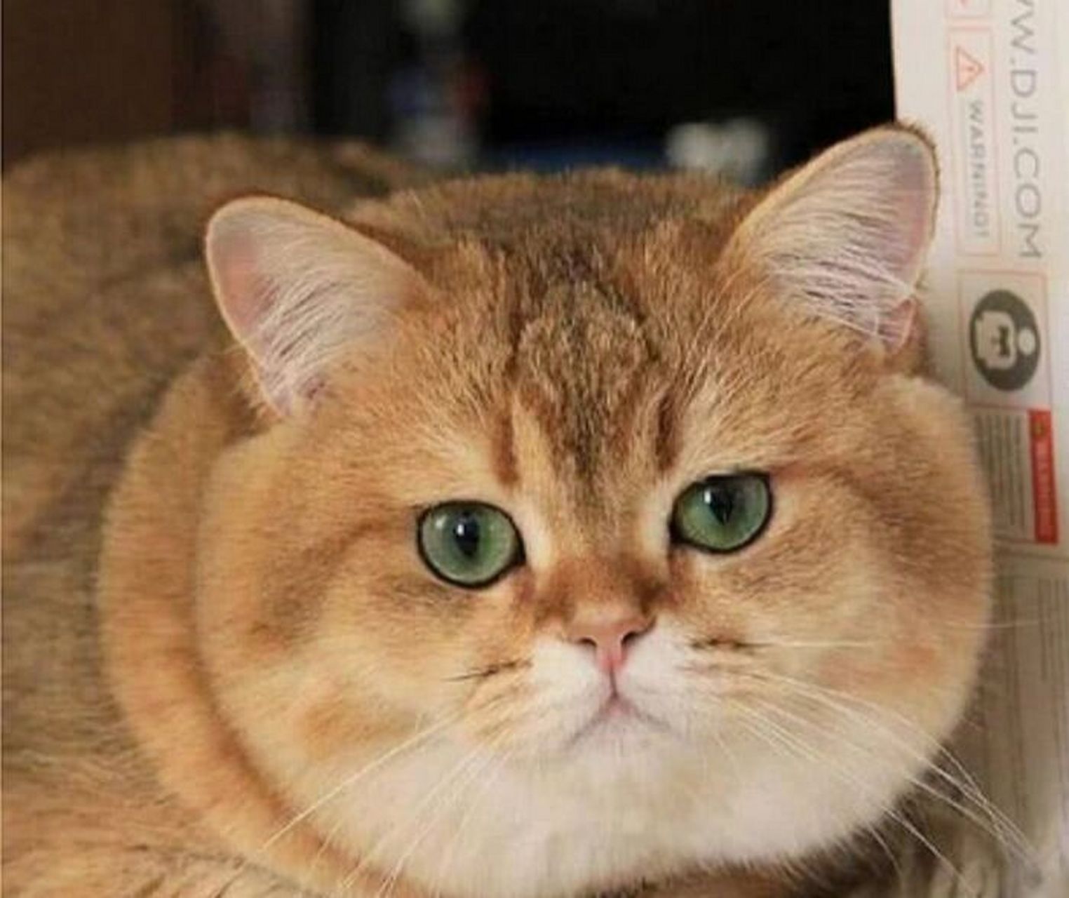 老人常说的旺财猫有以下特点,你家养对了吗 我们经常都能听到老人说"