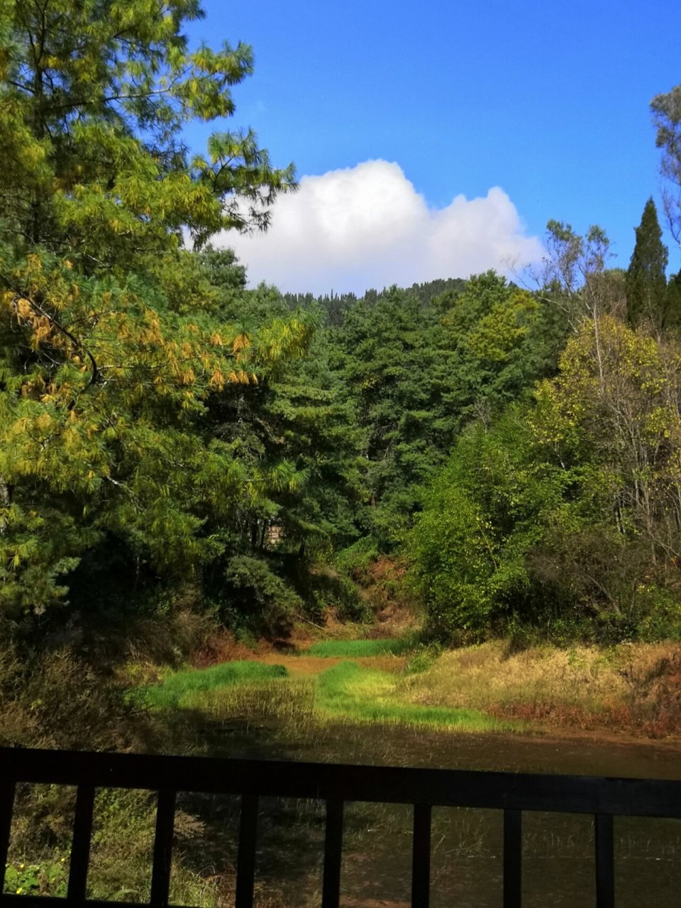 昆明海口林场森林公园第一辑 #周末去哪儿# #治愈系风景# #发呆##周