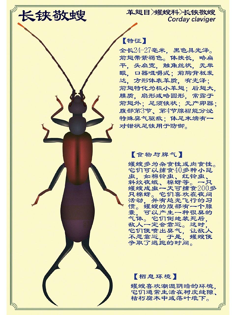 蠼螋:夏日潮湿处的小虫     乡下夏日常见的一种虫虫,你见过么?