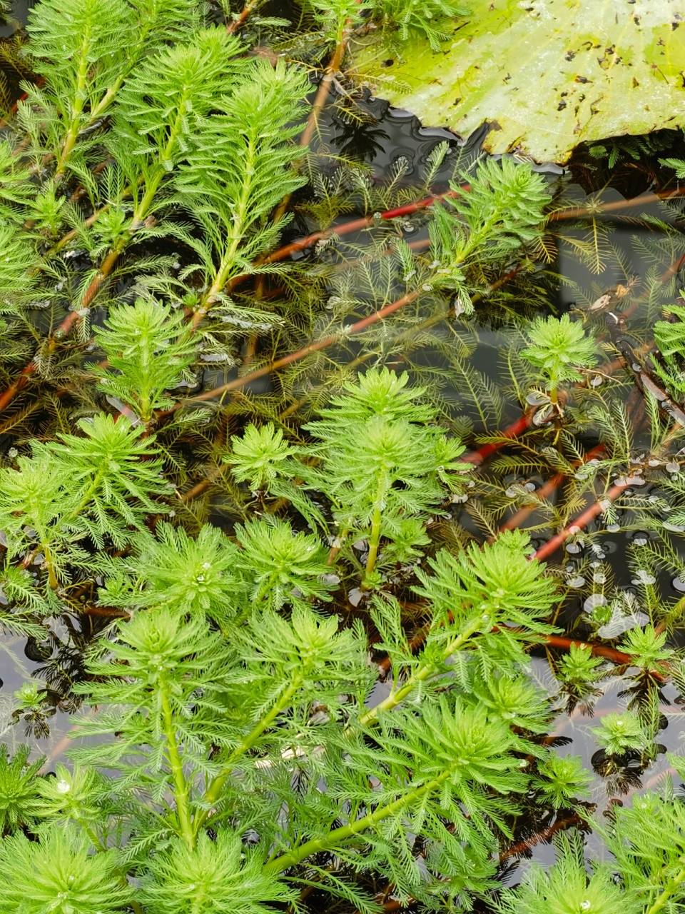 喜欢94,欣赏94-狐尾藻 狐尾藻 又名轮叶狐尾藻,布拉狐尾,粉绿