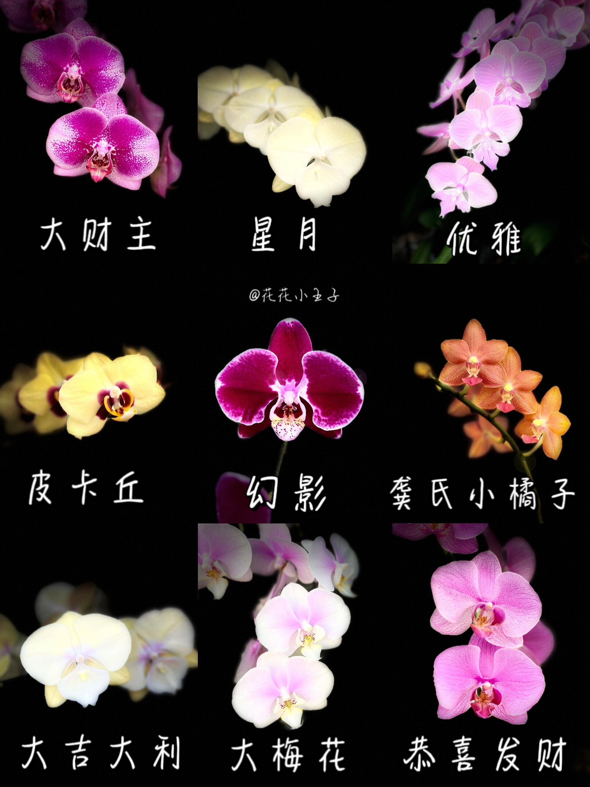 蝴蝶兰1.0系列|专属独特名字#推给爱花的姐