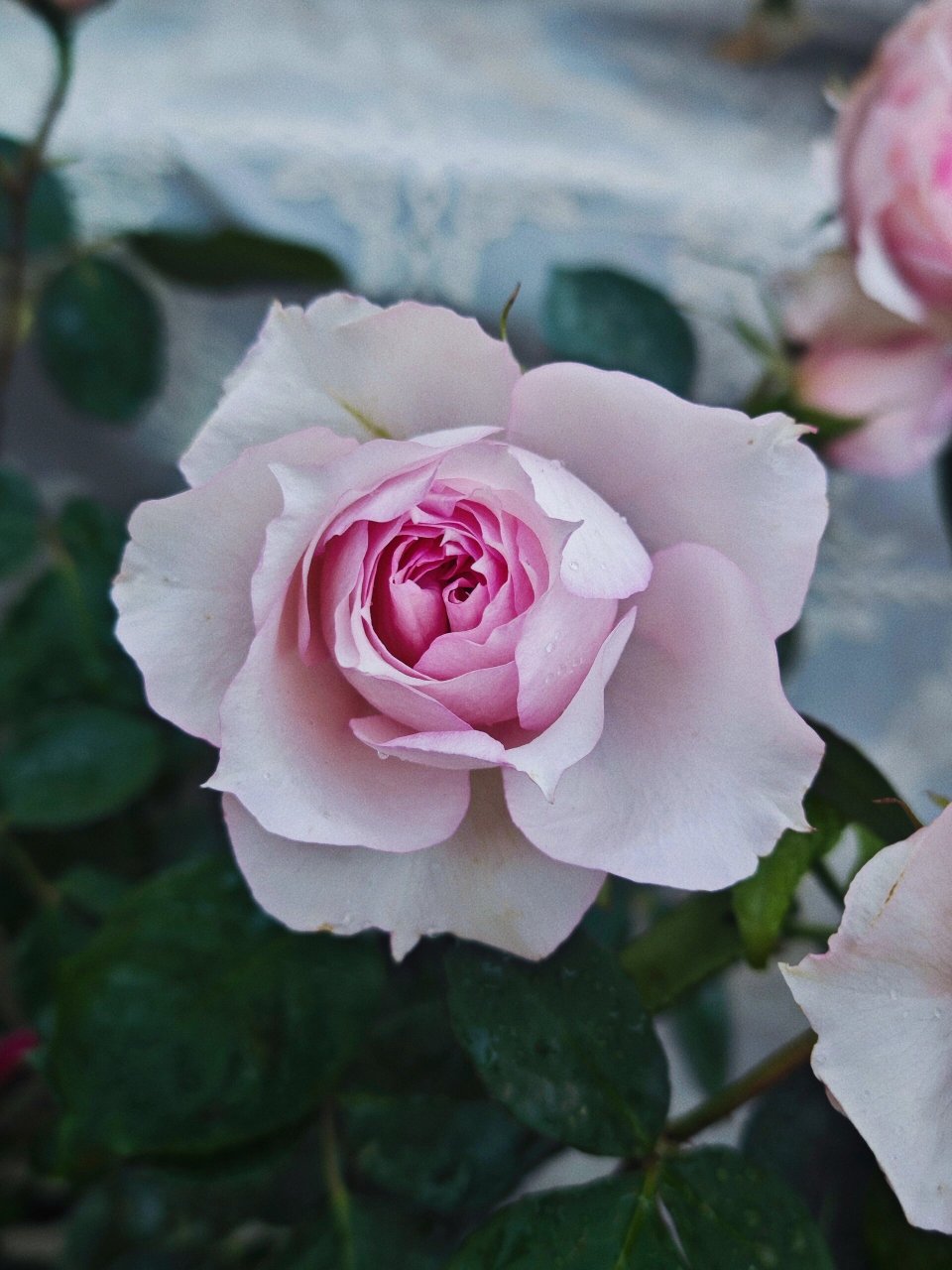 耐热极好的仙女月季莫妮卡·戴维春花来了 莫妮卡戴维月季是由美国