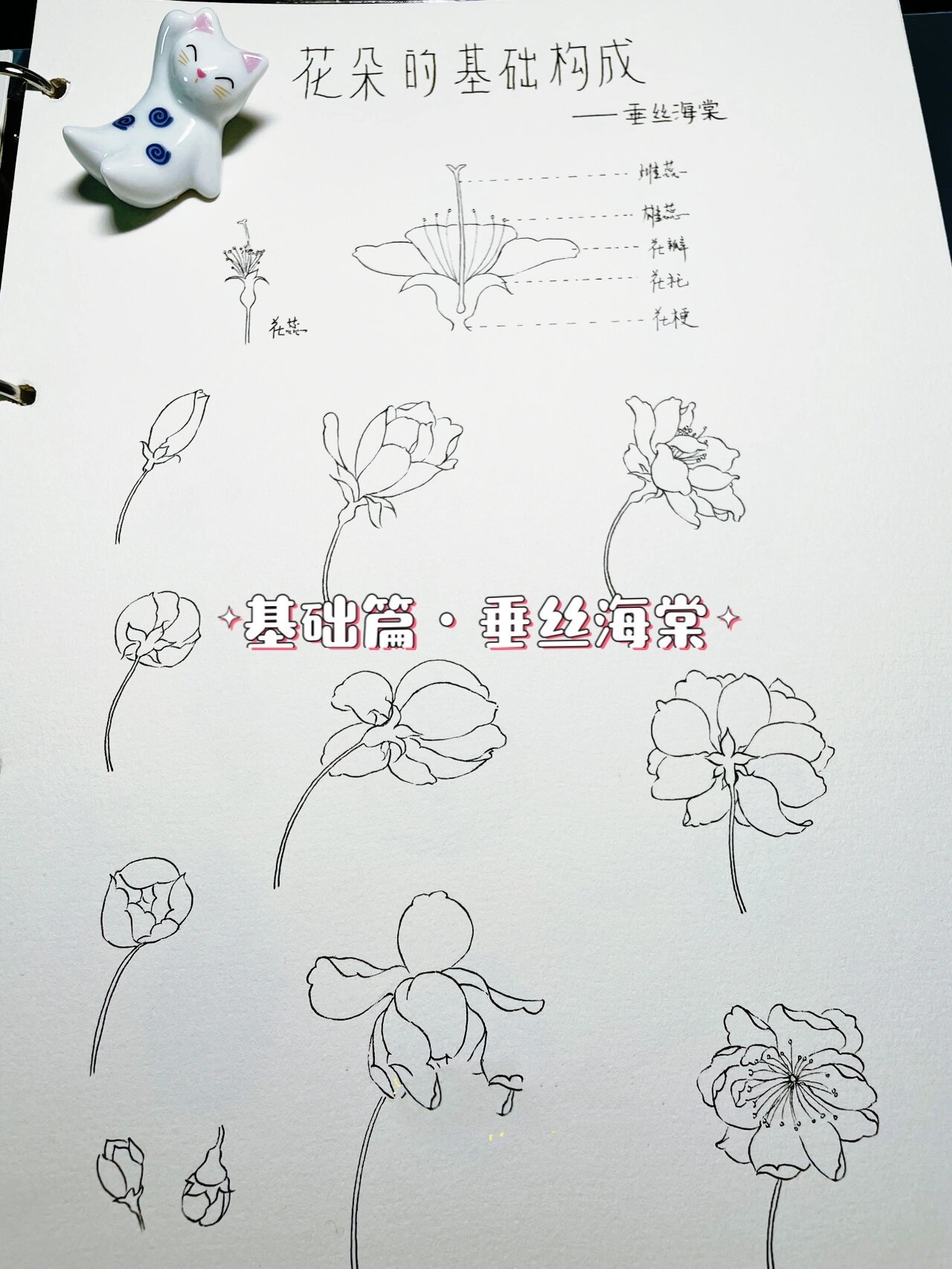 【花卉基础篇·花朵7·垂丝海棠】附画法