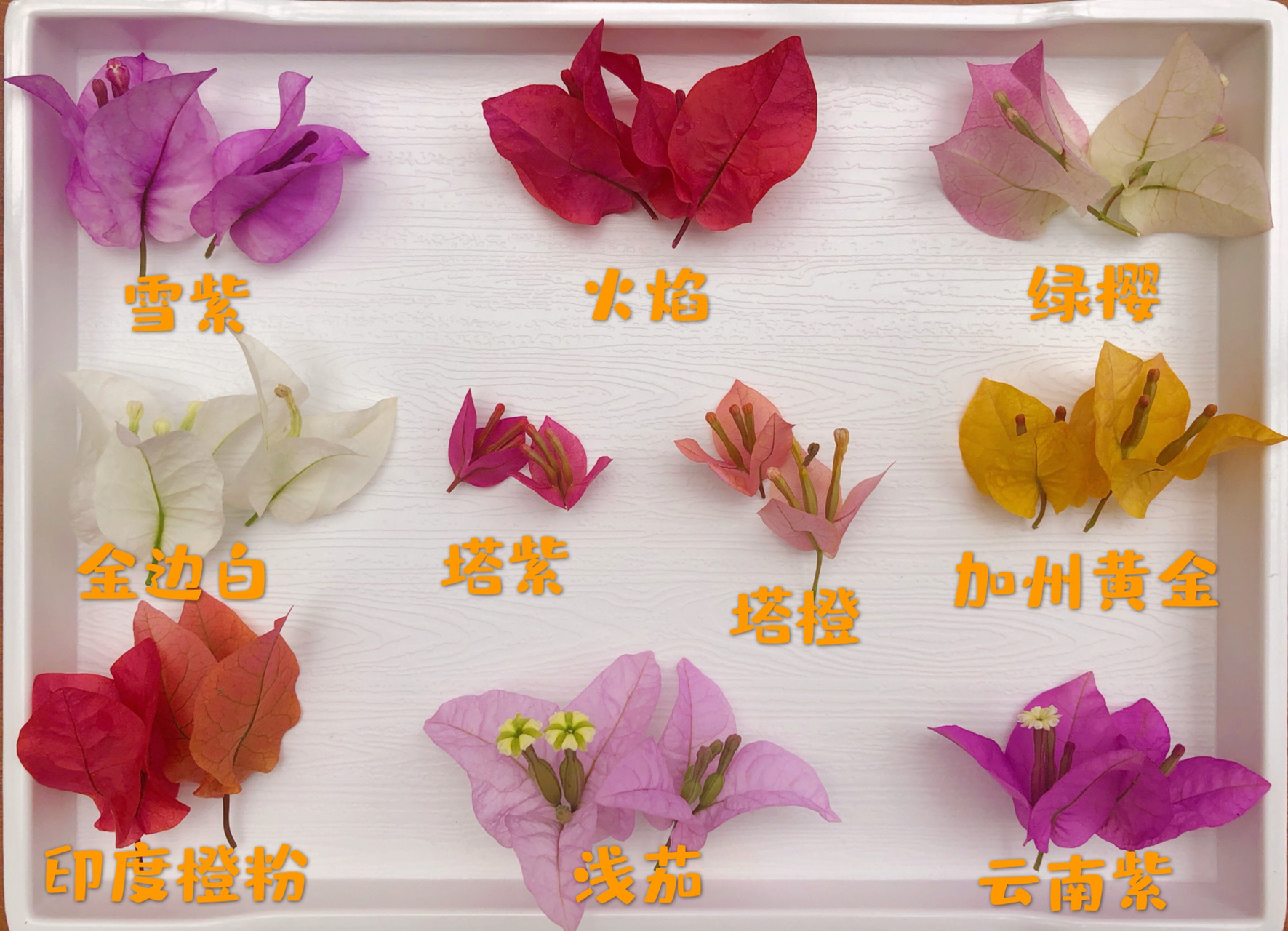 三角梅品种记录 三角梅花期接近尾声了,记录一下家里有的花色品种07