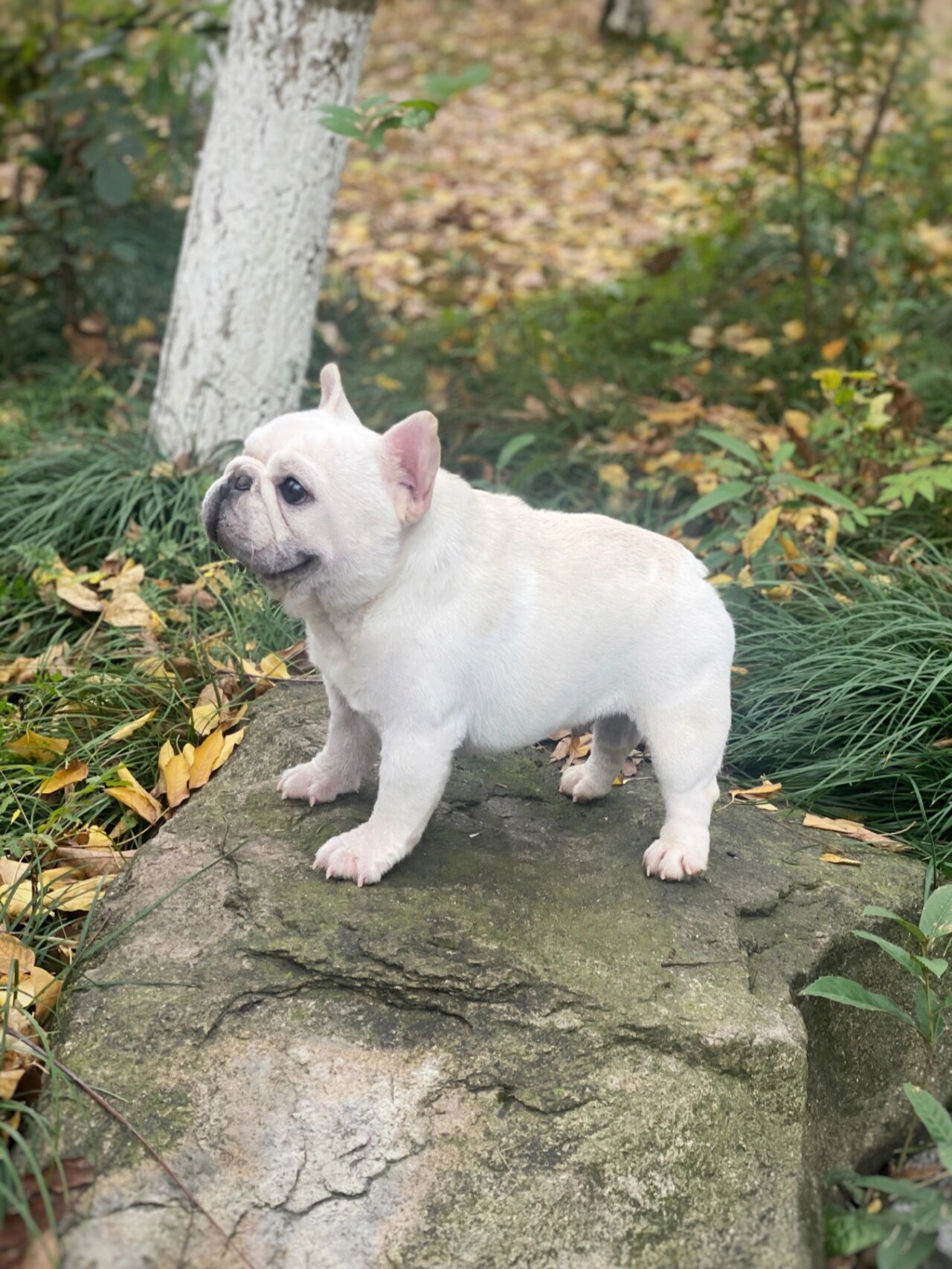 犬舍的黑白种公max和ace max:奶白色法国斗牛犬  1岁  美国加拿大登陆