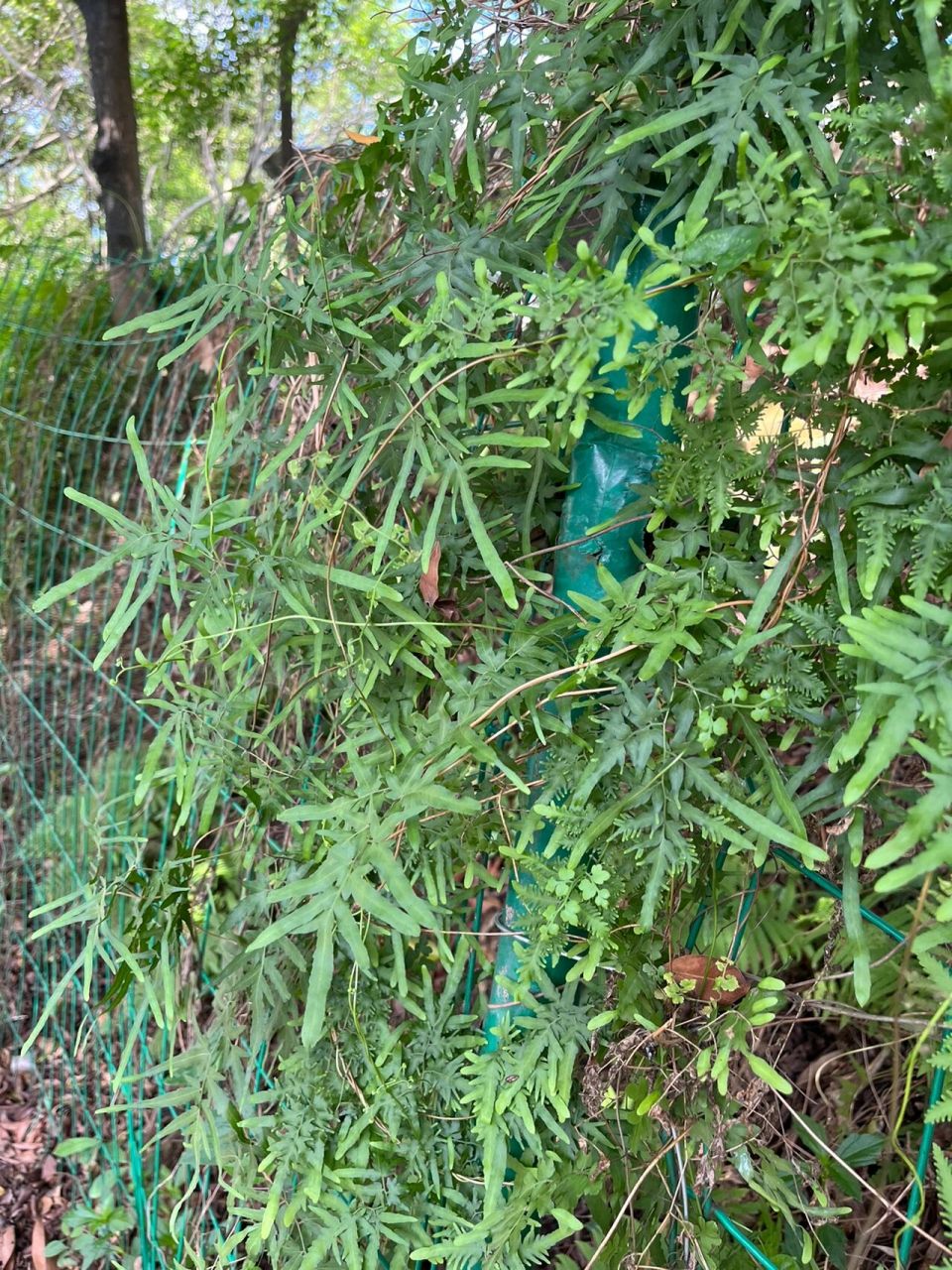 中药海金沙 海金沙