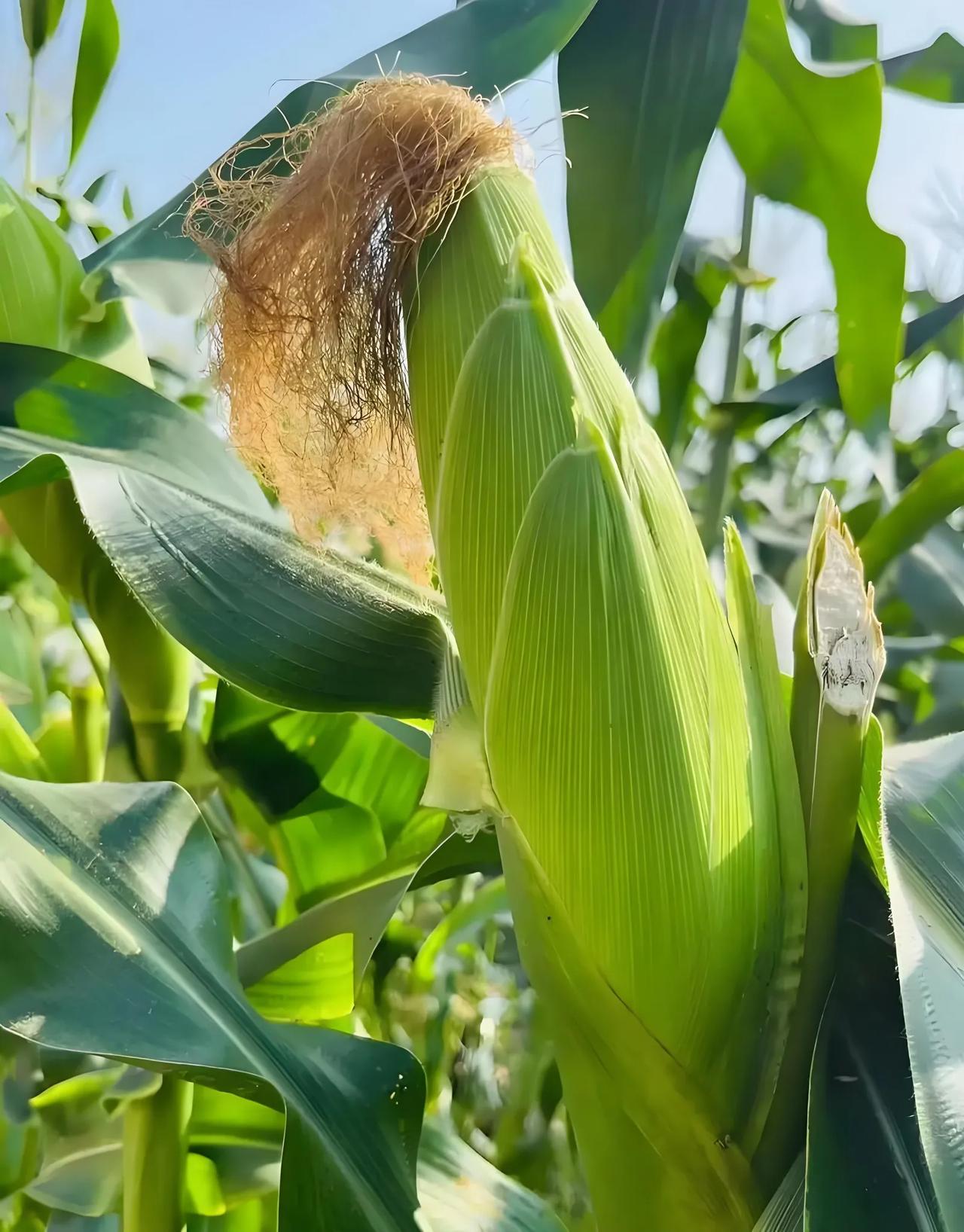 玉米在你们那儿的方言叫什么广西有些地方叫苞谷