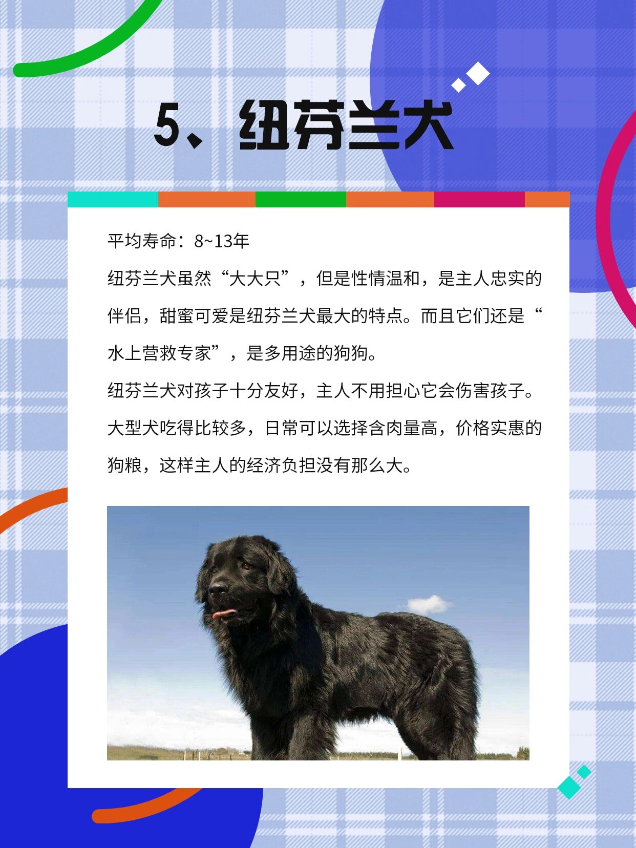 茶杯犬1元一只 寿命图片