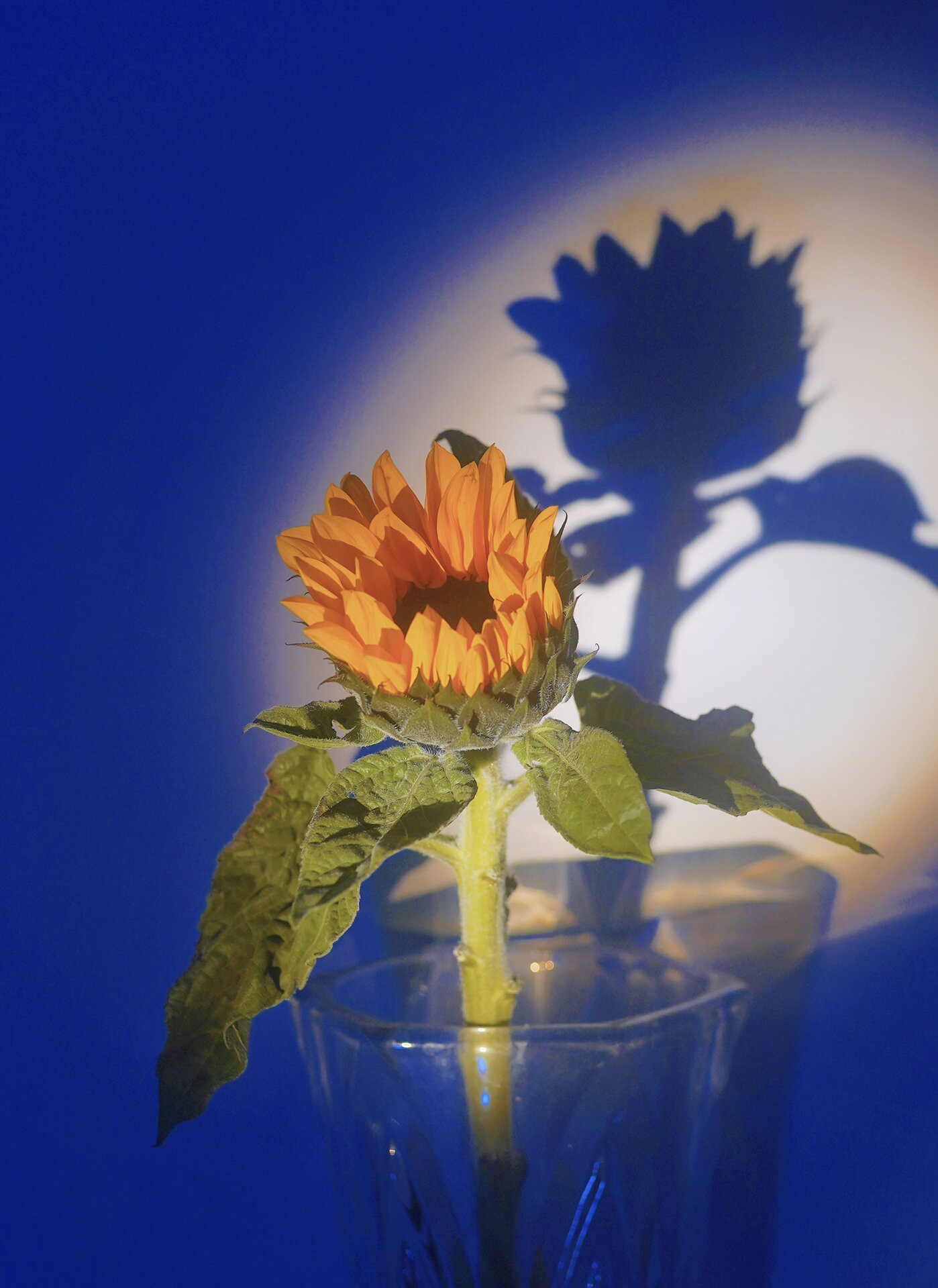 半开的向日葵 啥时候才能安心出门呀!